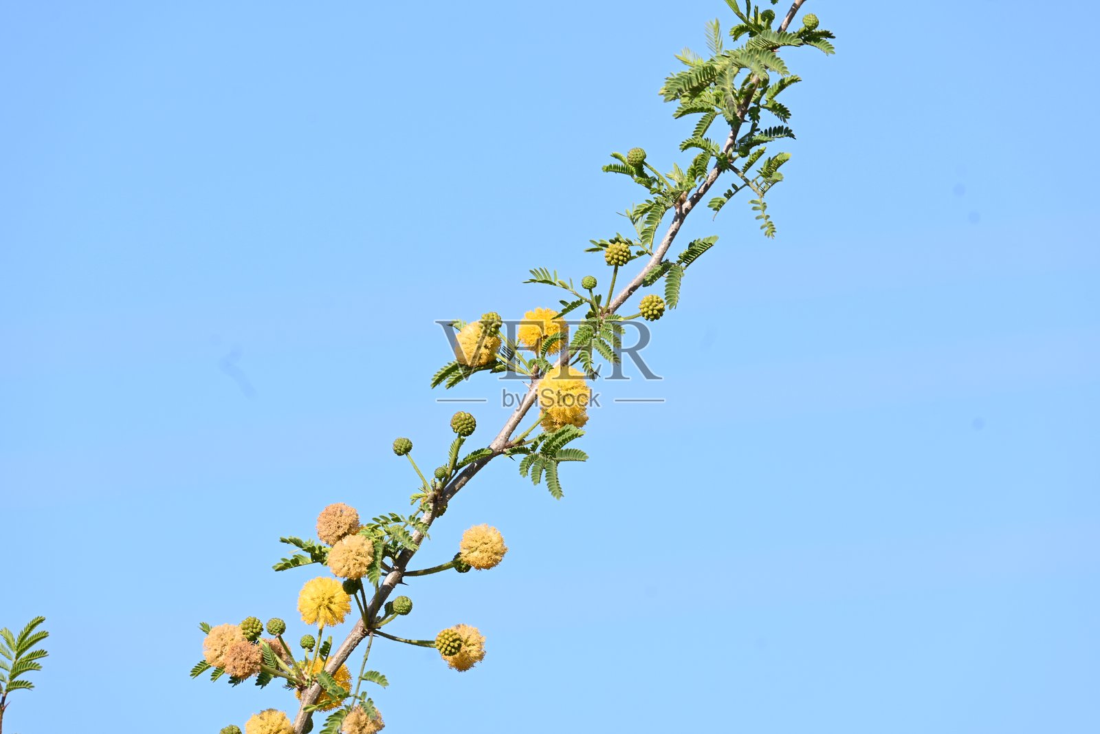 尼罗河金合欢花。照片摄影图片