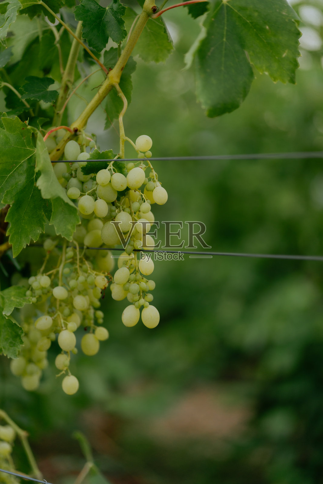 葡萄园中悬挂的绿色葡萄照片摄影图片