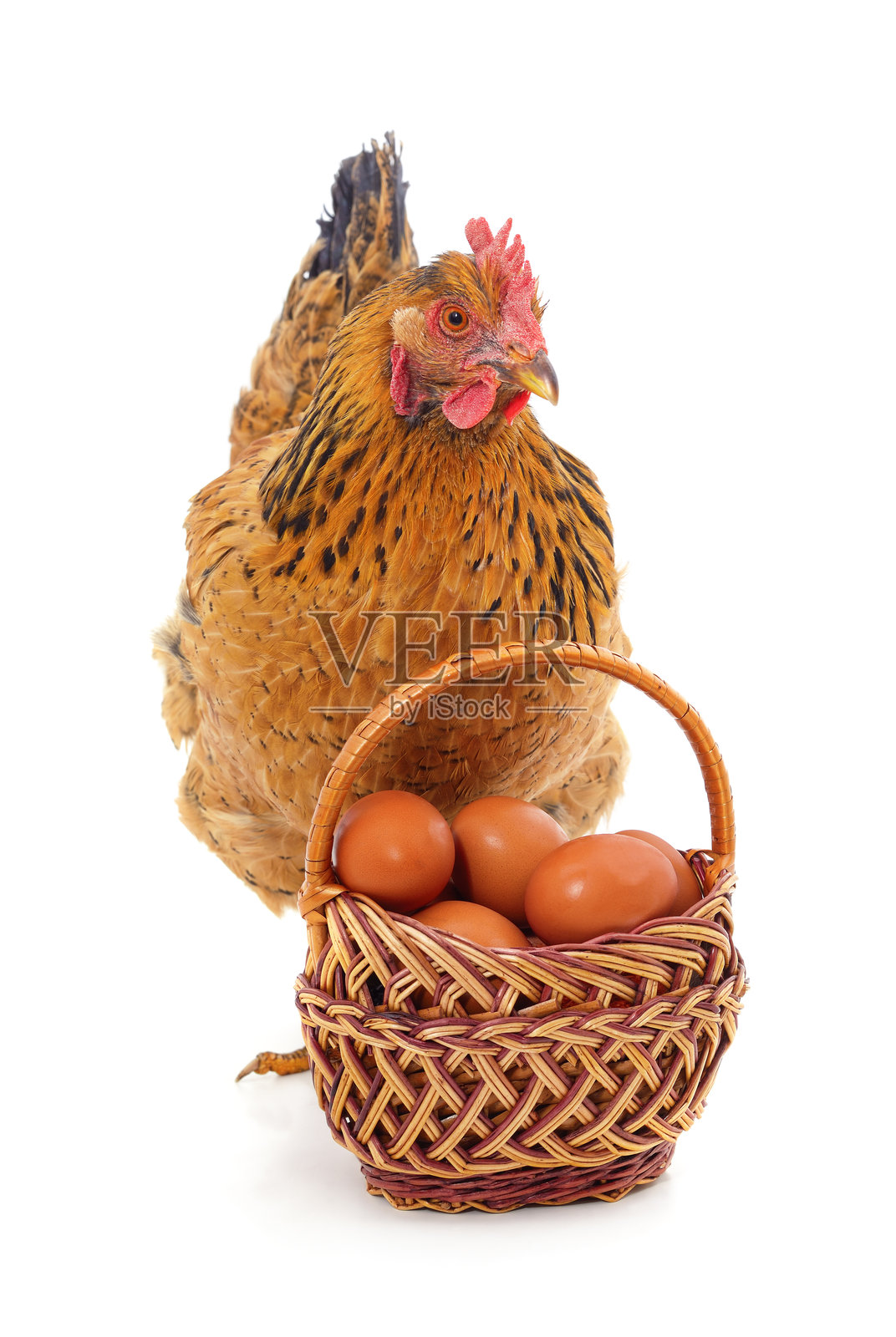 鸡在一个装有鸡蛋的篮子旁边。照片摄影图片