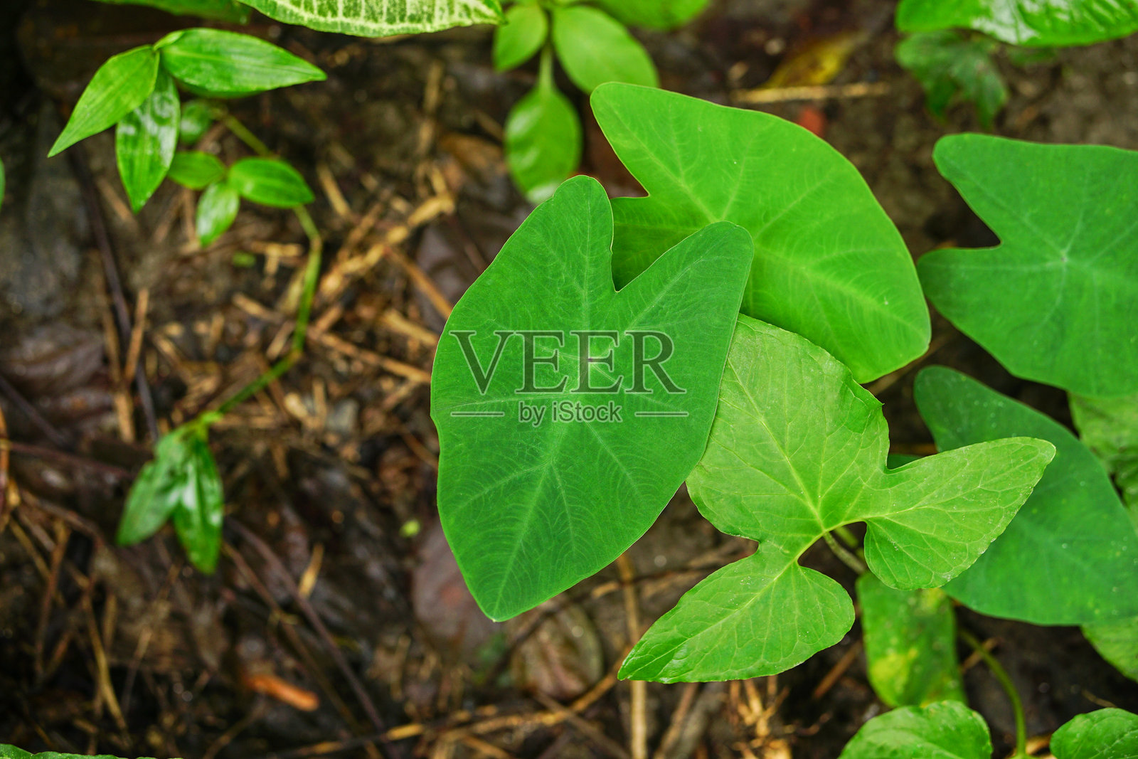 湿润土壤中冒出的芋头叶特写照片摄影图片