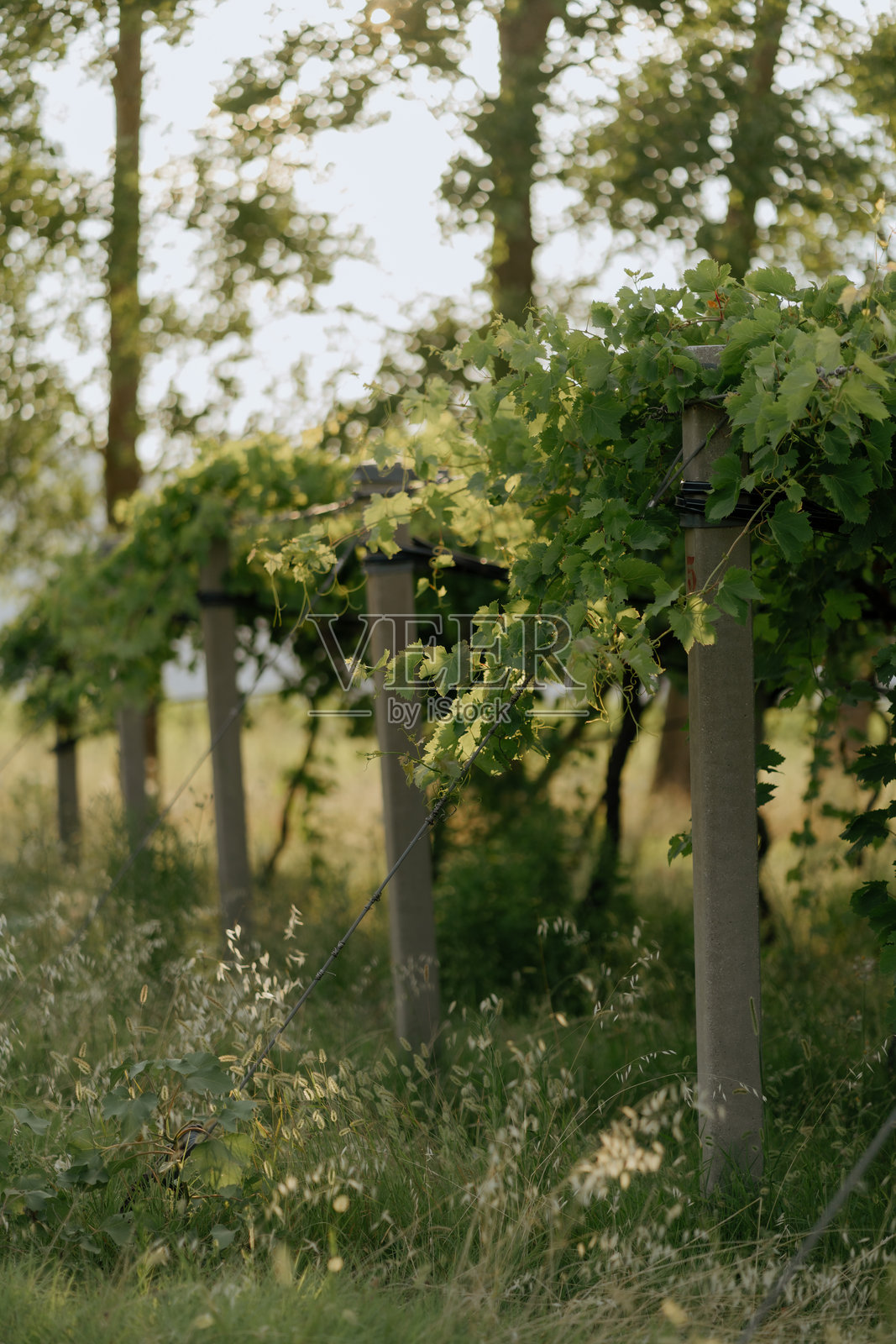 日落时分，葡萄藤在葡萄园中生长照片摄影图片