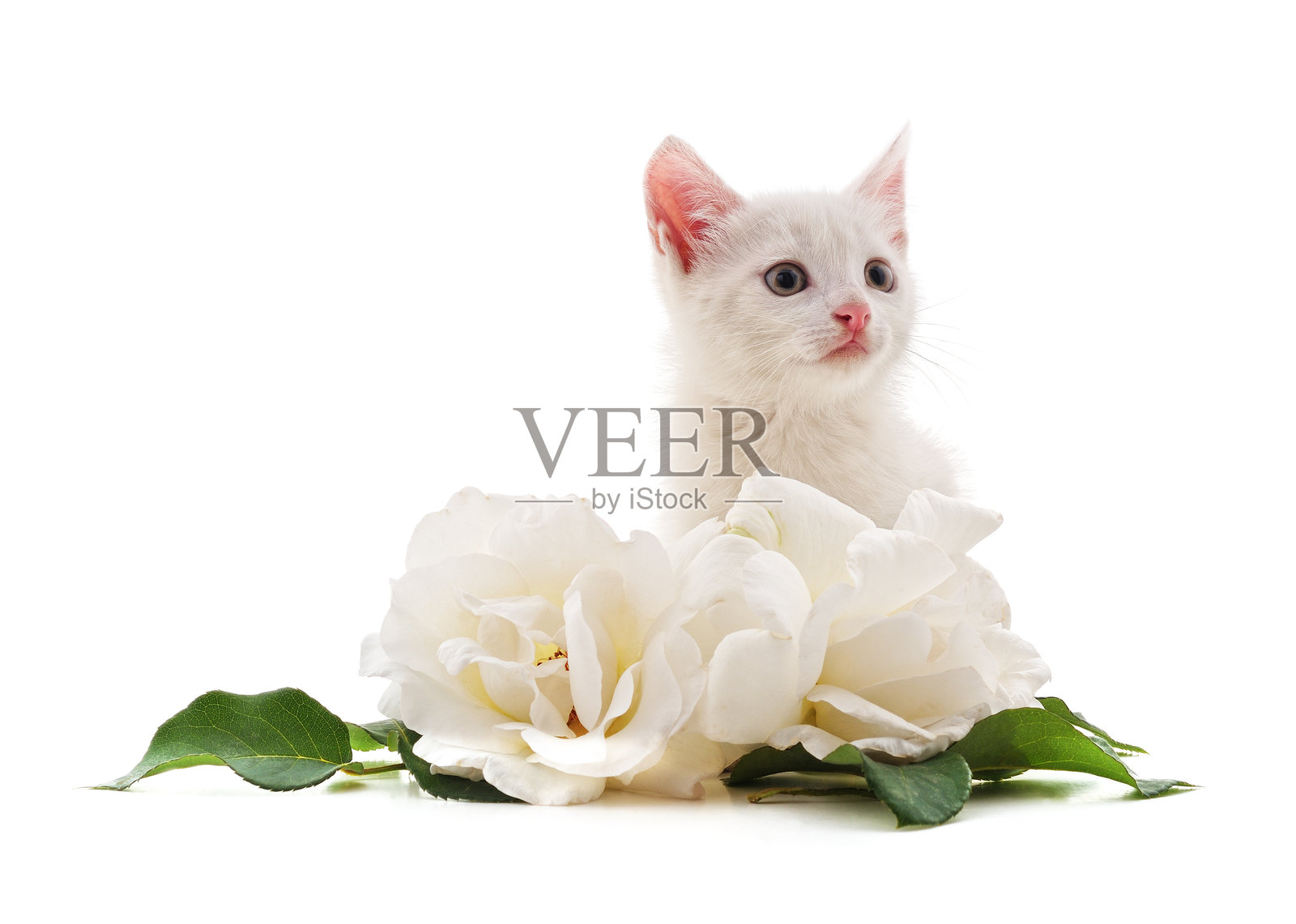 白猫与白玫瑰。照片摄影图片