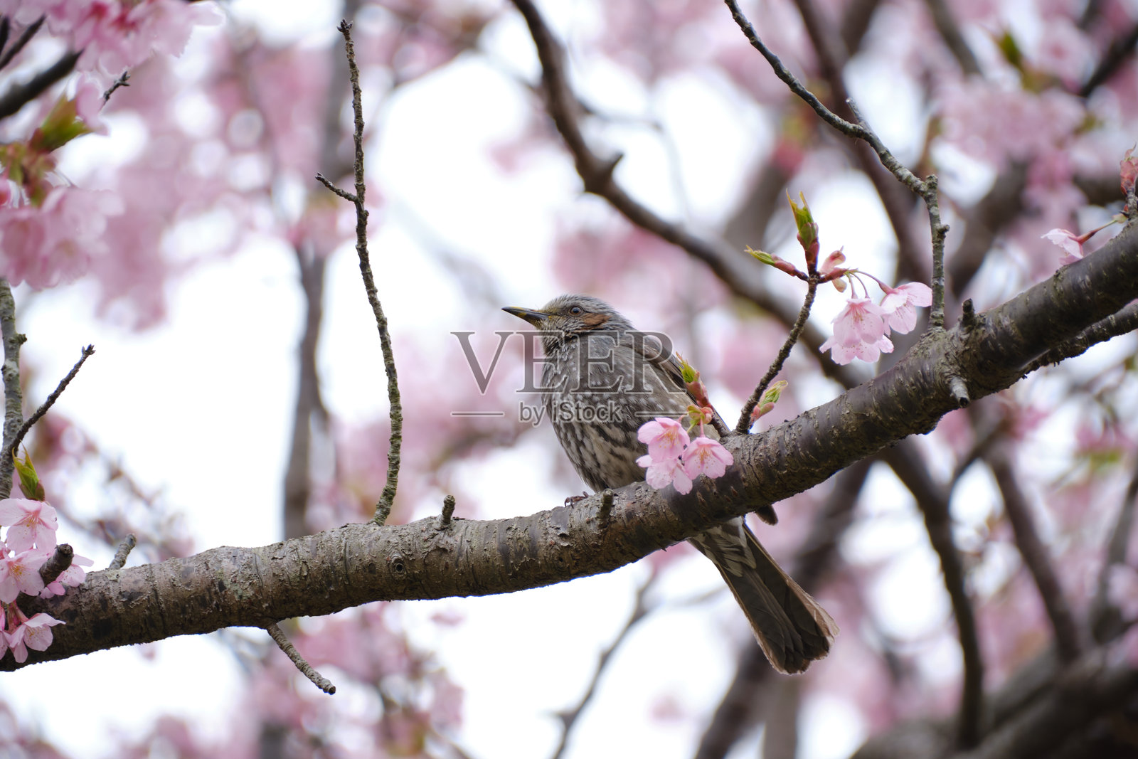 河津樱花与黄喉歌鸲照片摄影图片