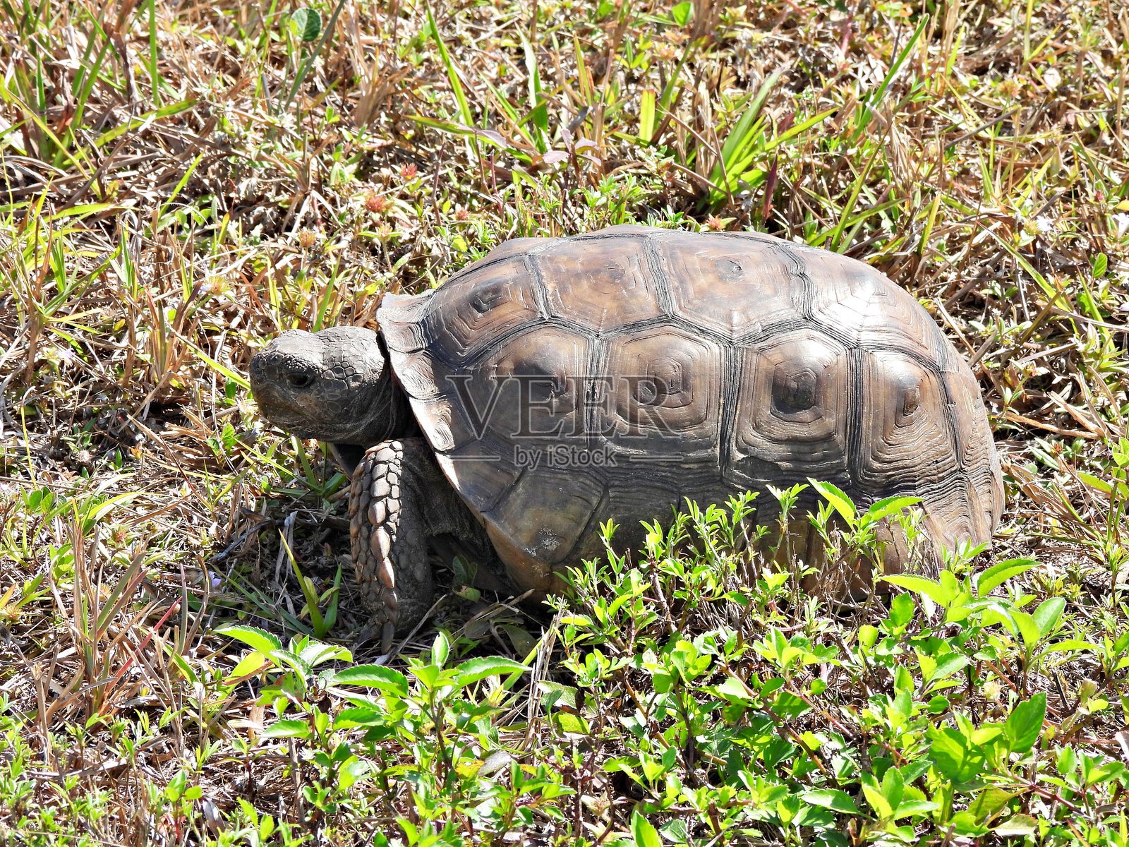 高尔夫陆龟（Gopherus polyphemus）- 在草地上行走照片摄影图片