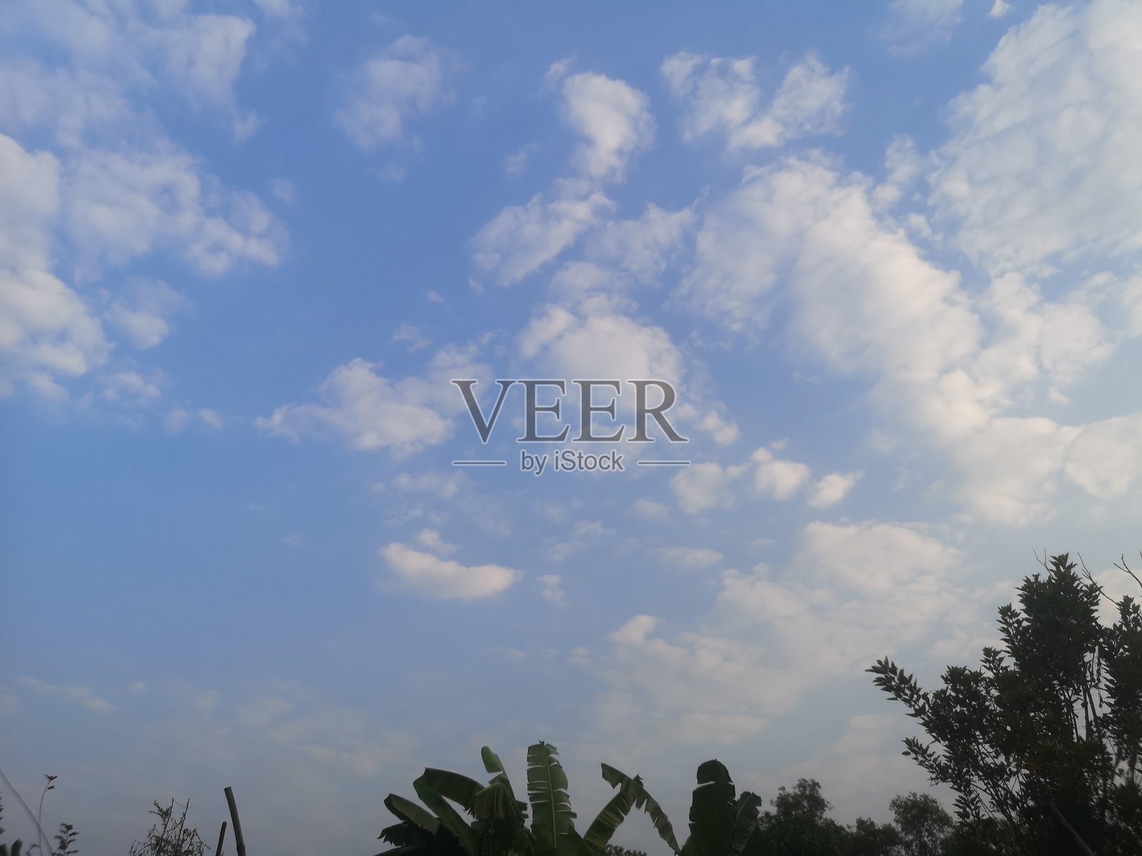 阳光灿烂的灌木、草地、树木和天空中的云朵自然背景照片摄影图片