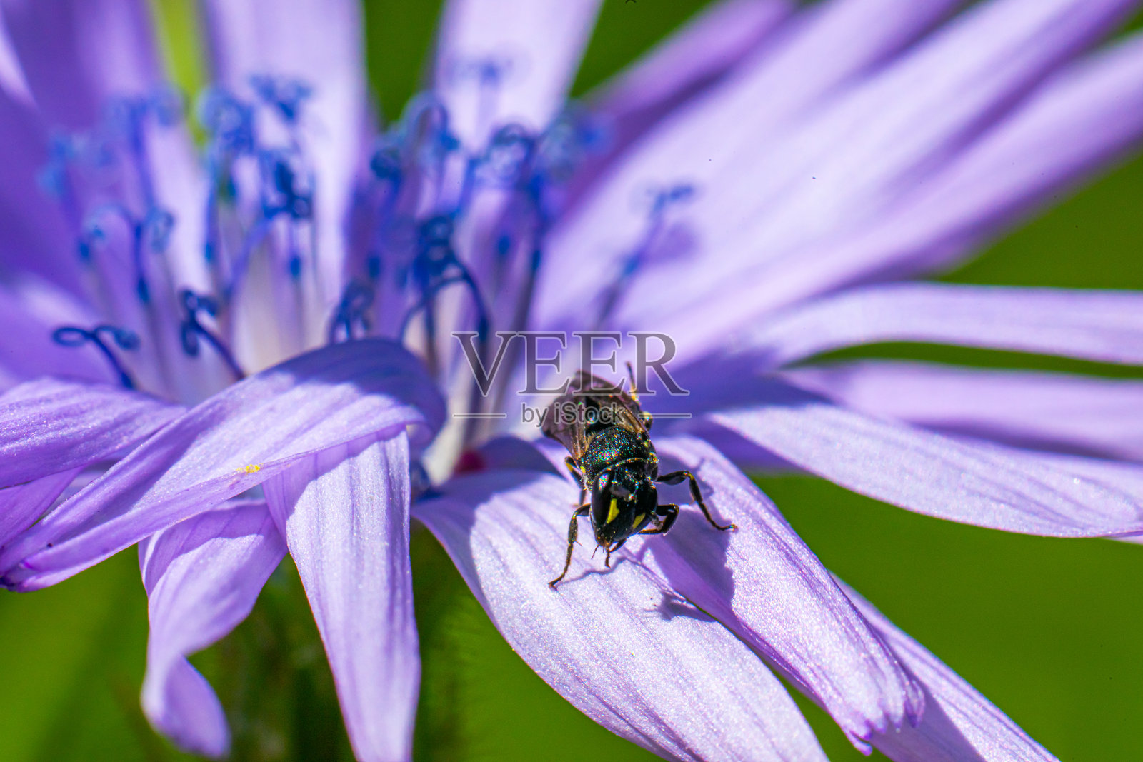 紫色花朵上的蜜蜂特写镜头。照片摄影图片