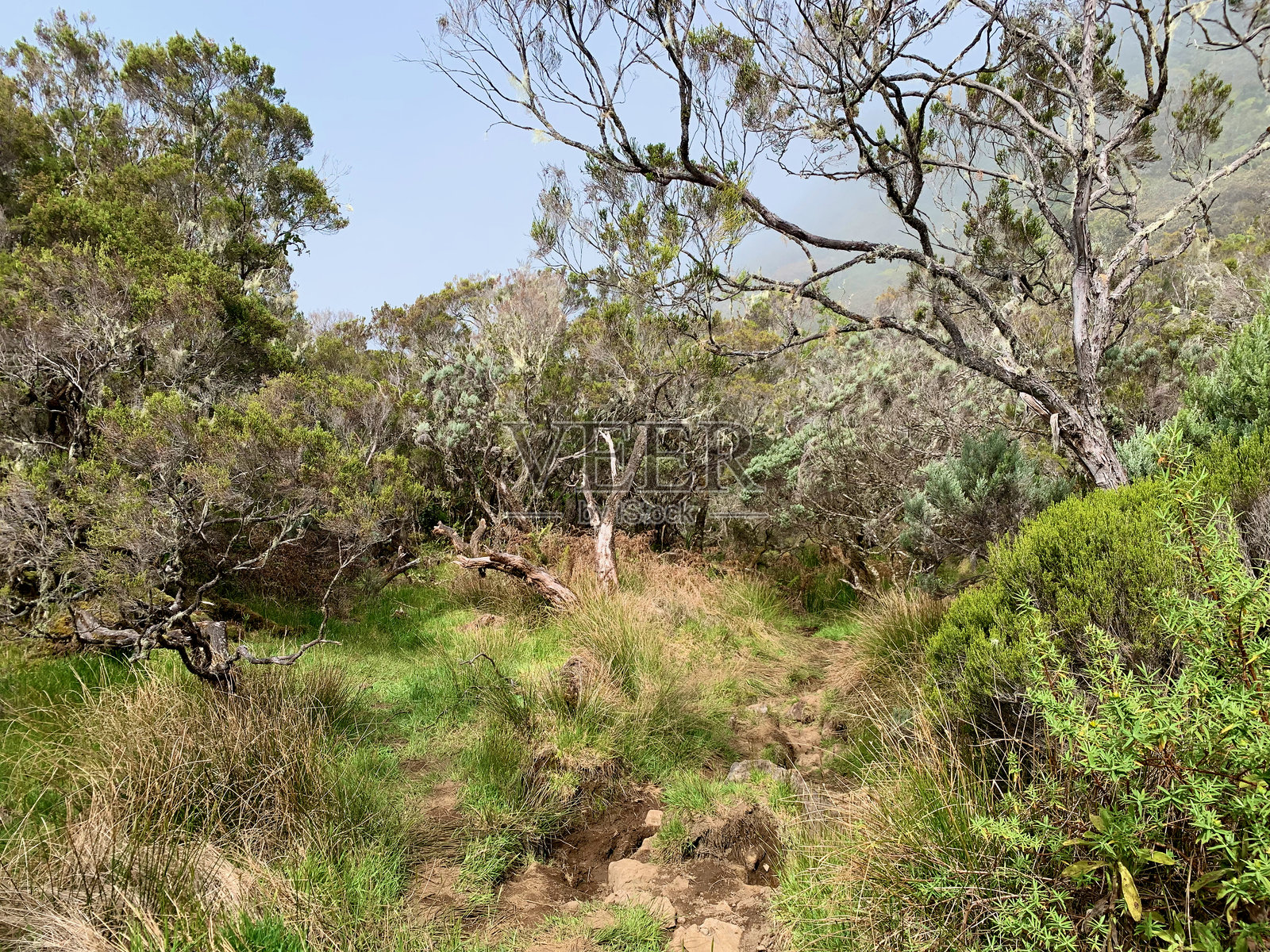 留尼汪岛的雨林照片摄影图片