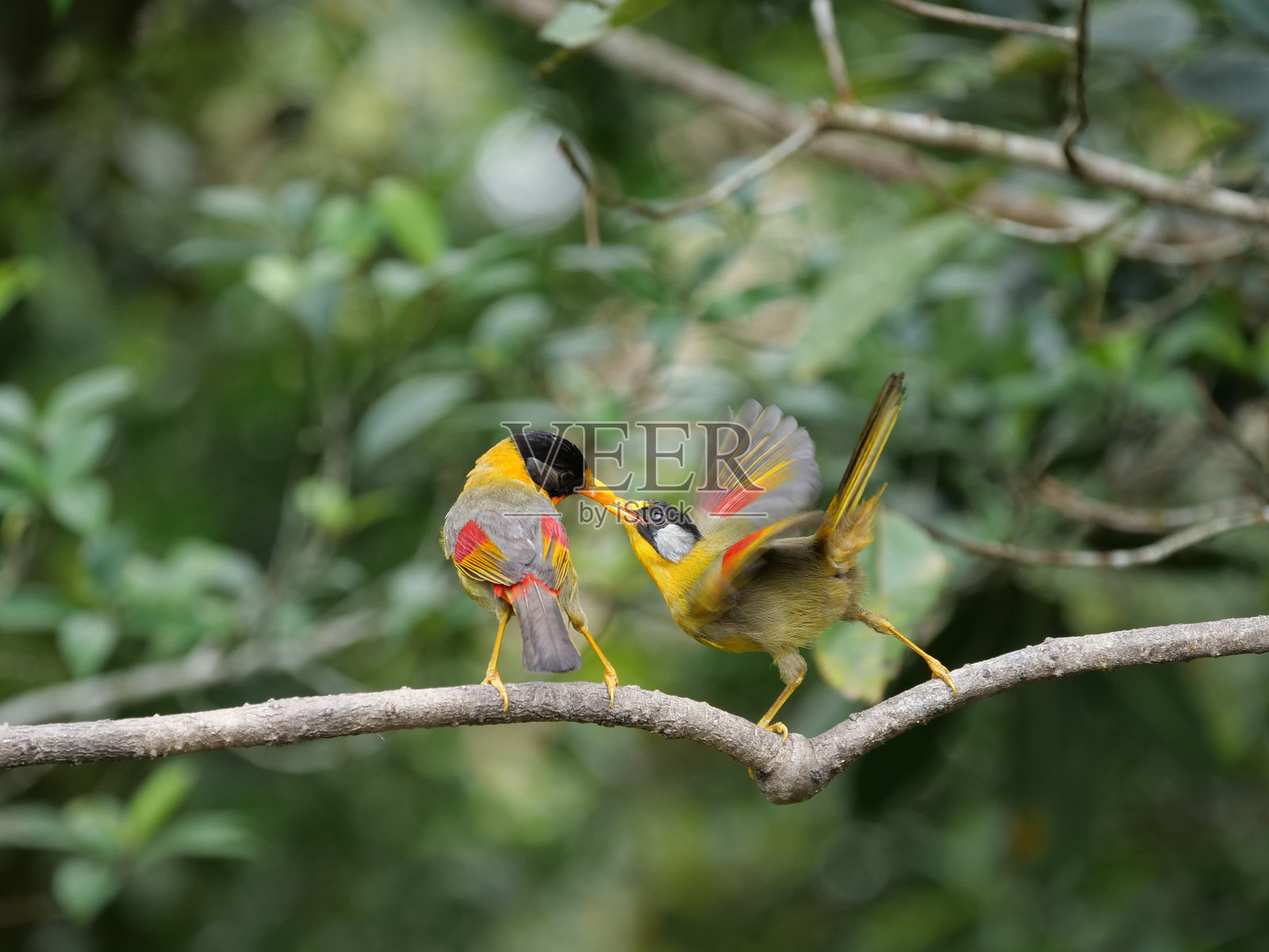 羽毛之吻照片摄影图片
