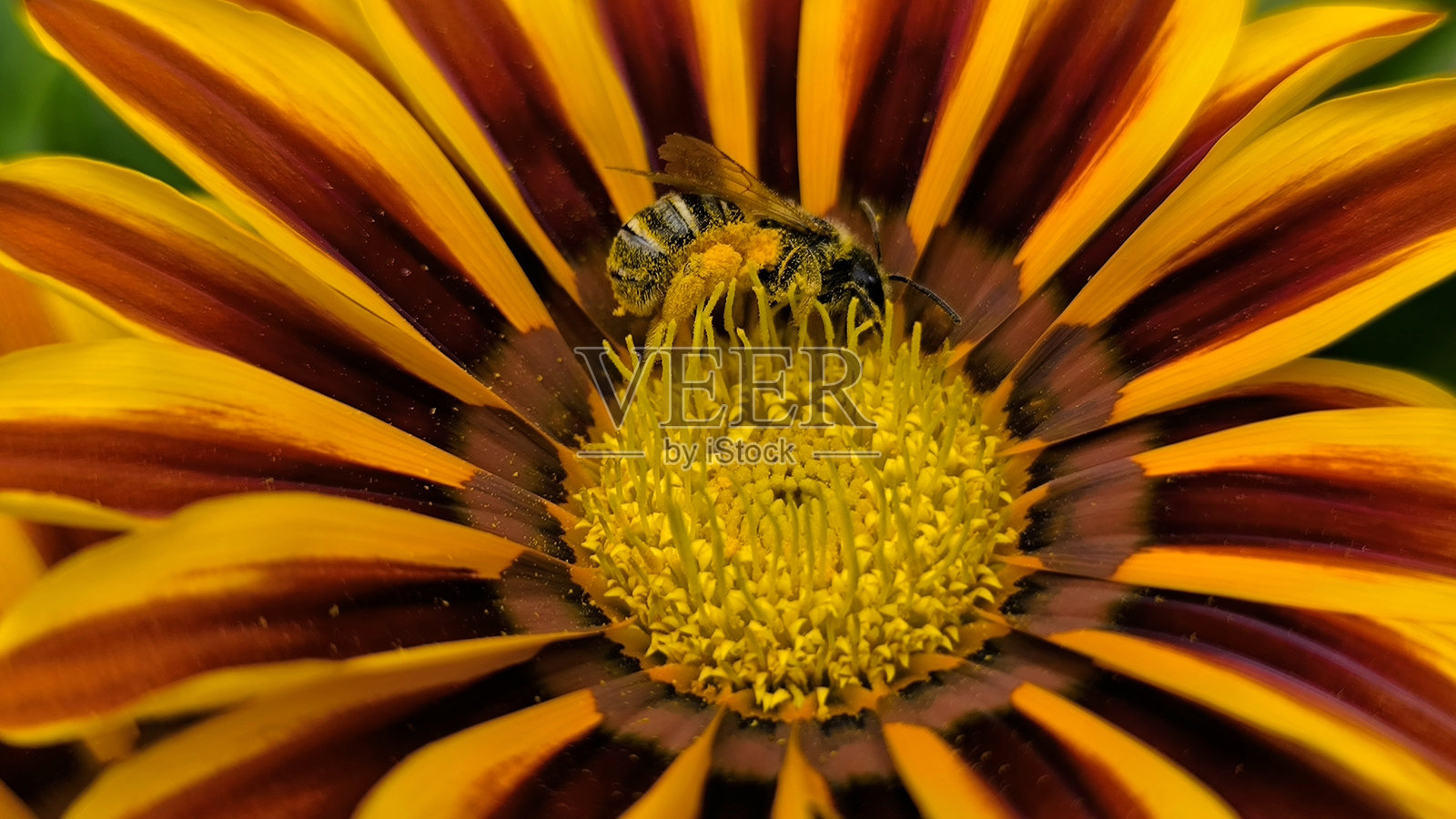 盛开的宝藏花，向日葵花，在花园里照片摄影图片