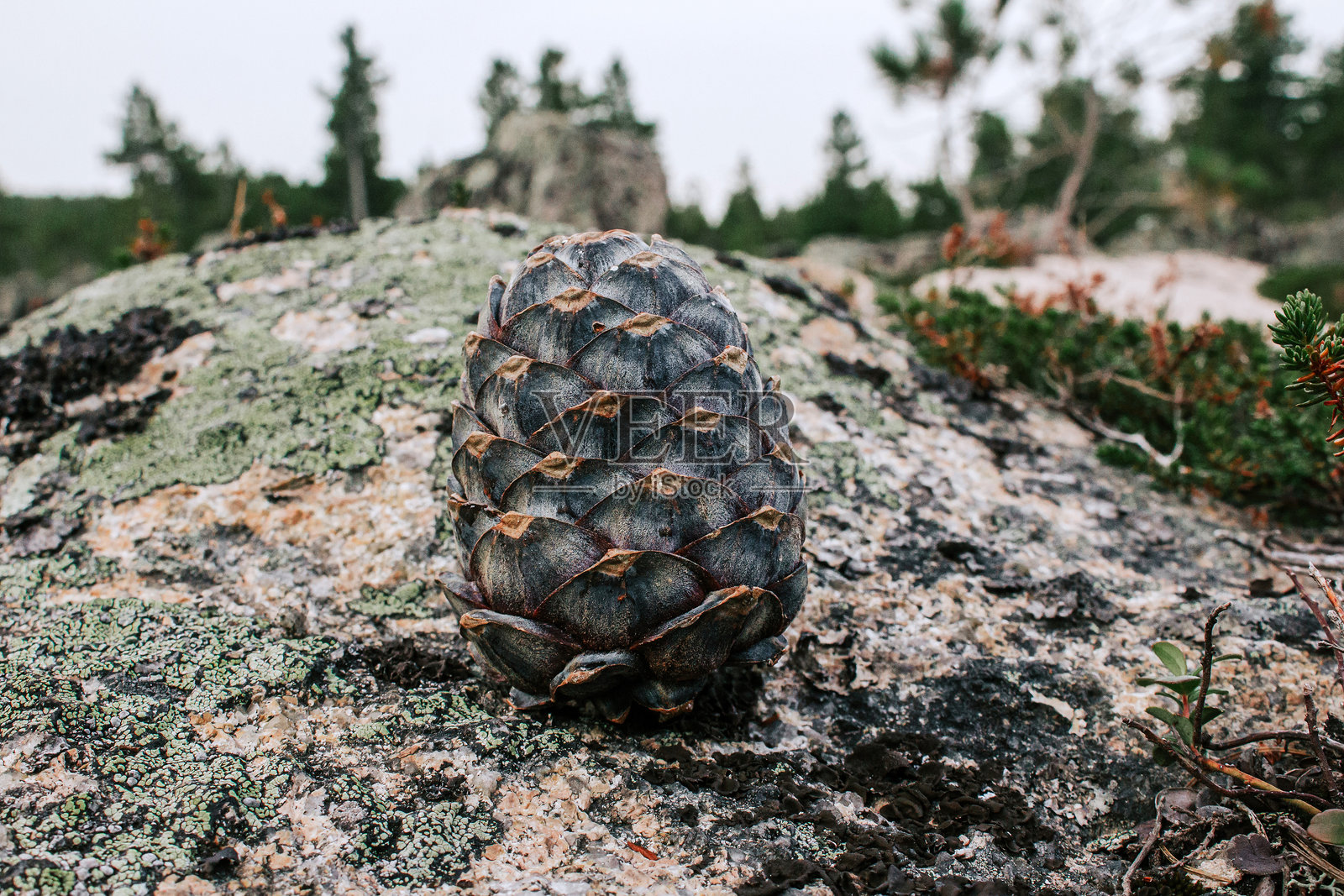 西伯利亚雪松松果放在石头上。野生采集照片摄影图片