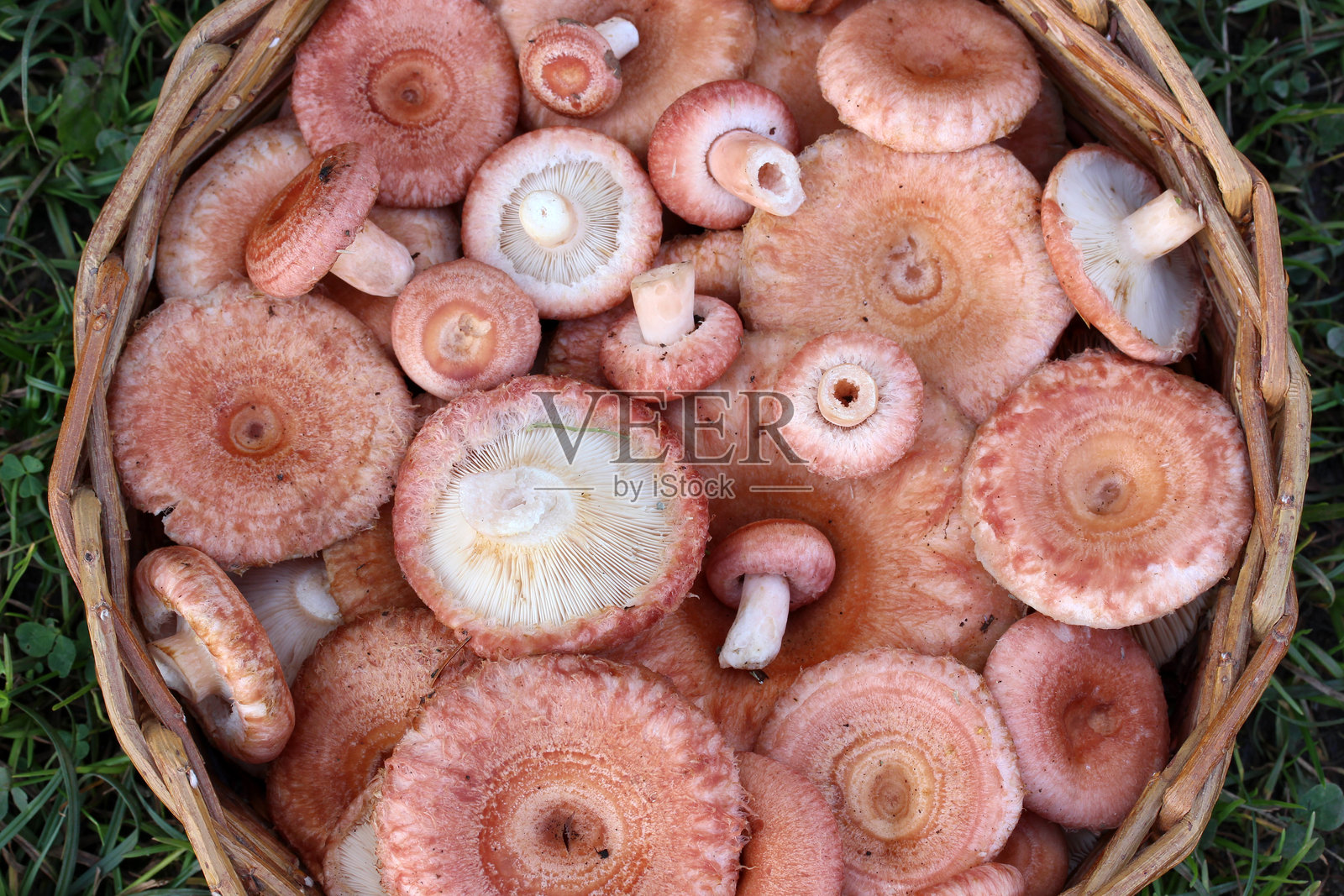 编织篮子里装满了新鲜采摘的粉色蘑菇，放在草地上照片摄影图片