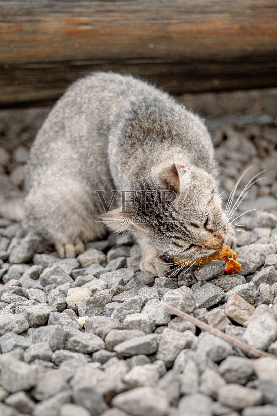 一只街头猫在户外餐厅。照片摄影图片