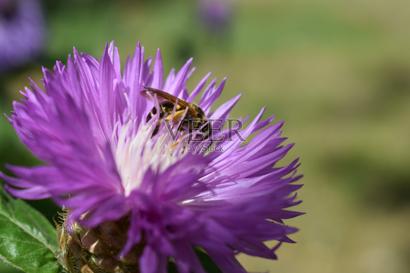 紫色花朵和蜜蜂的精致细节照片摄影图片