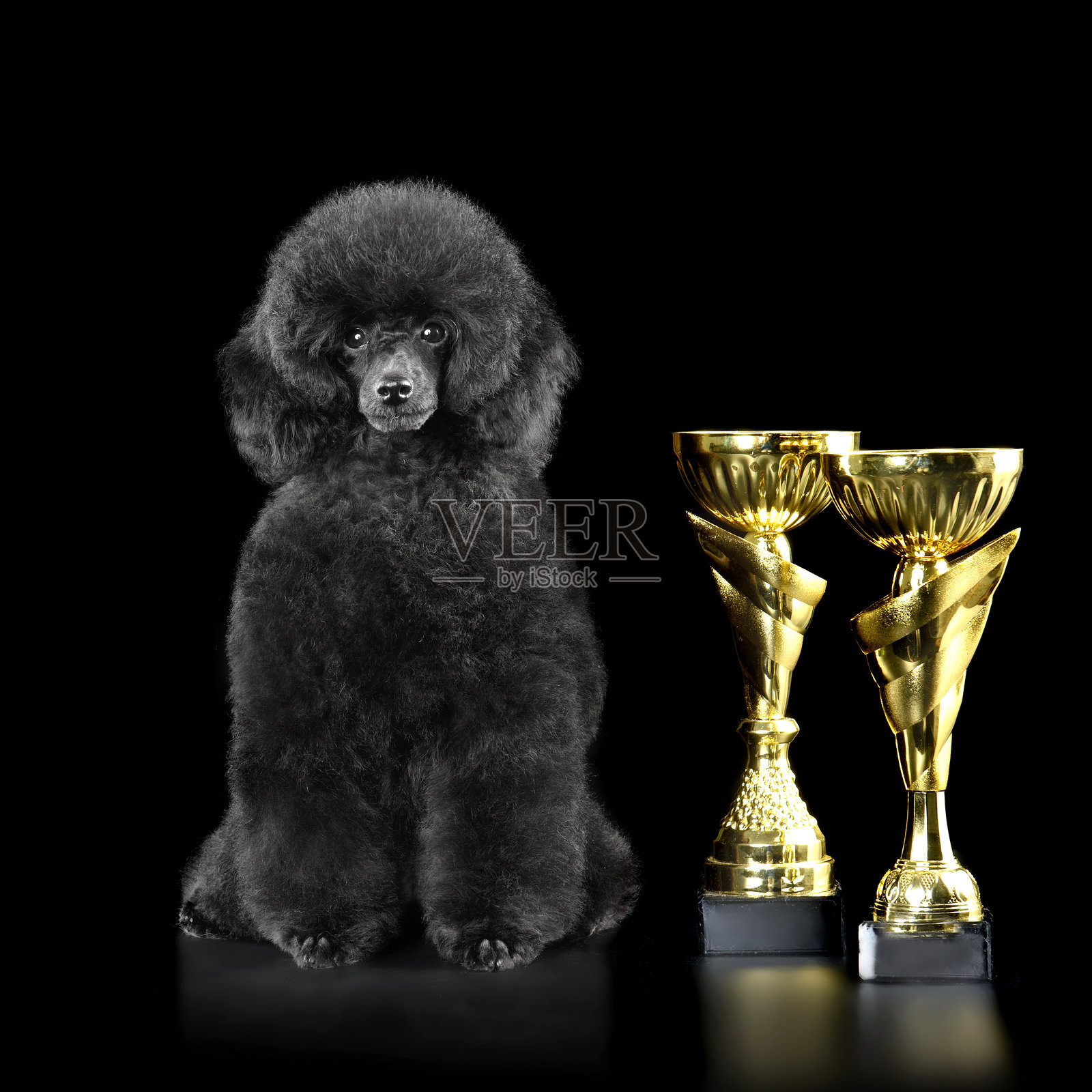 优雅的玩具贵宾犬与两个金色奖杯照片摄影图片