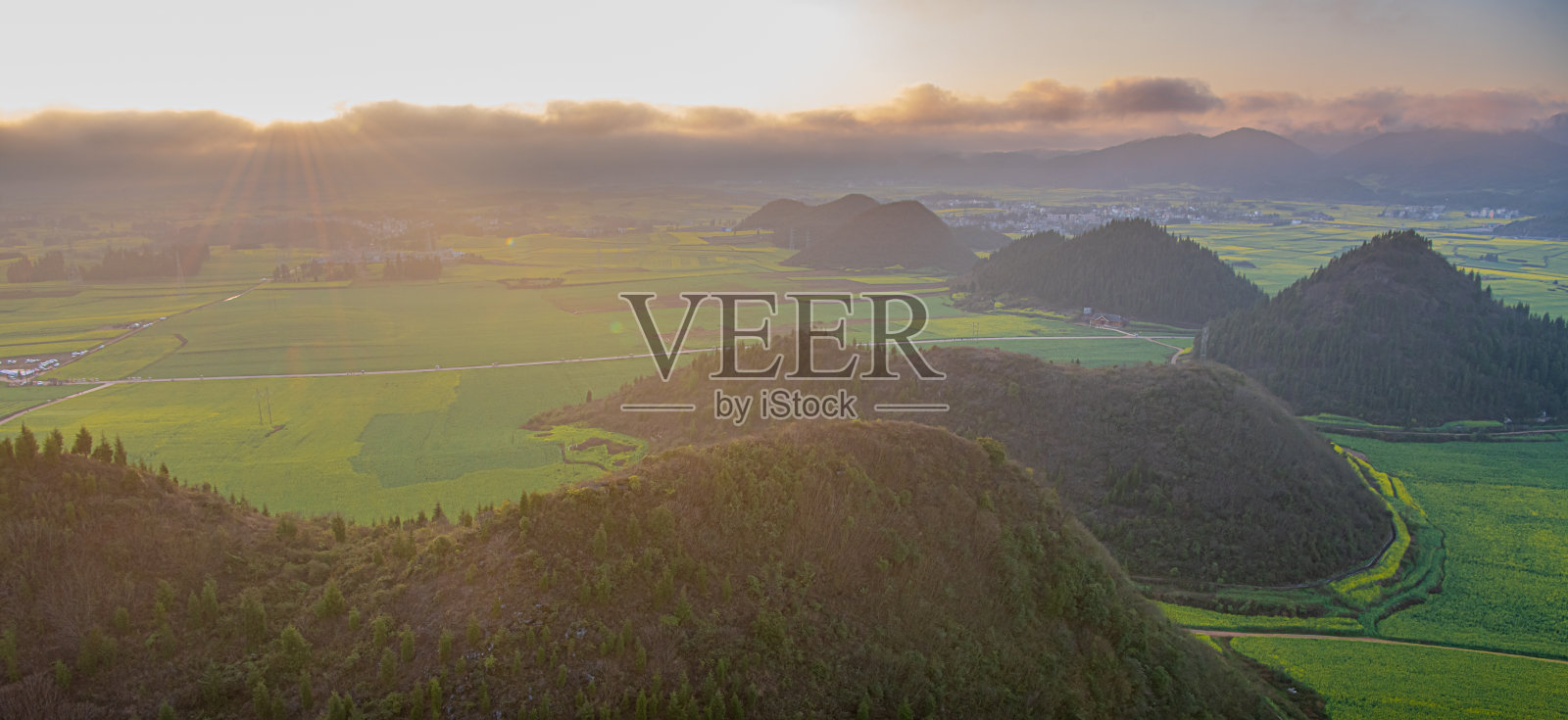 云南罗平山顶壮丽的花海景观照片摄影图片