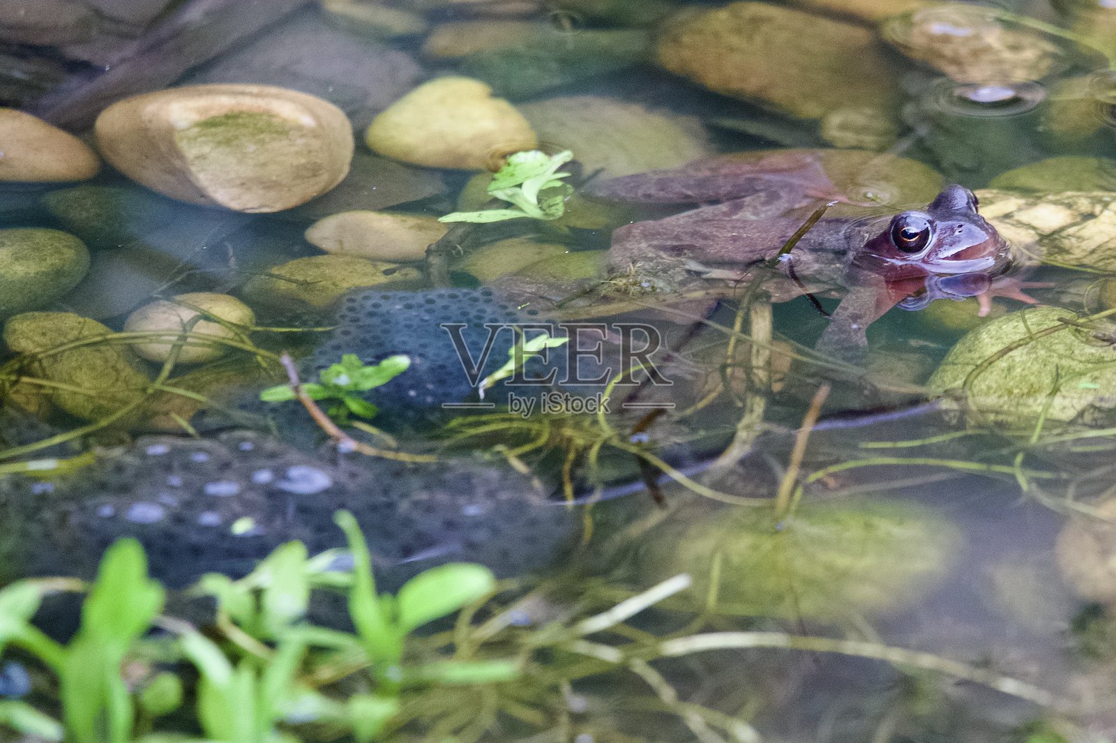 池塘中的青蛙被蛙卵环绕照片摄影图片