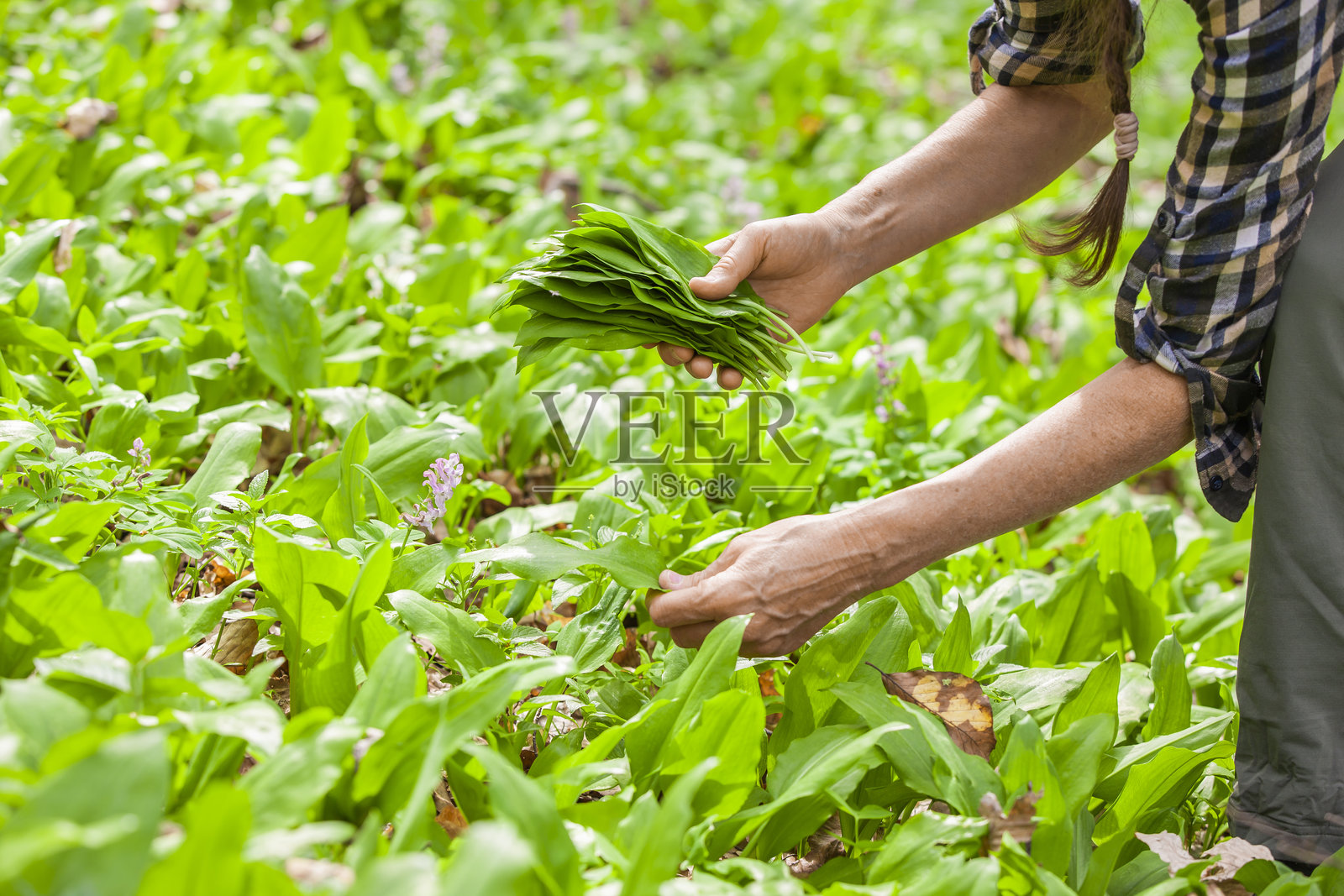 女人在森林中采集野蒜照片摄影图片