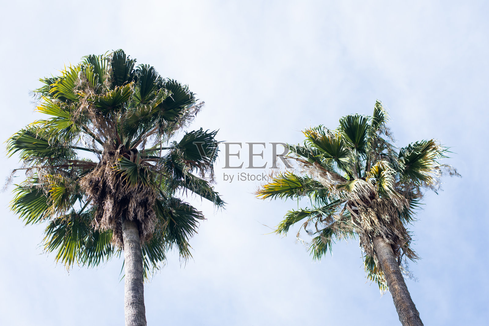 棕榈树照片摄影图片