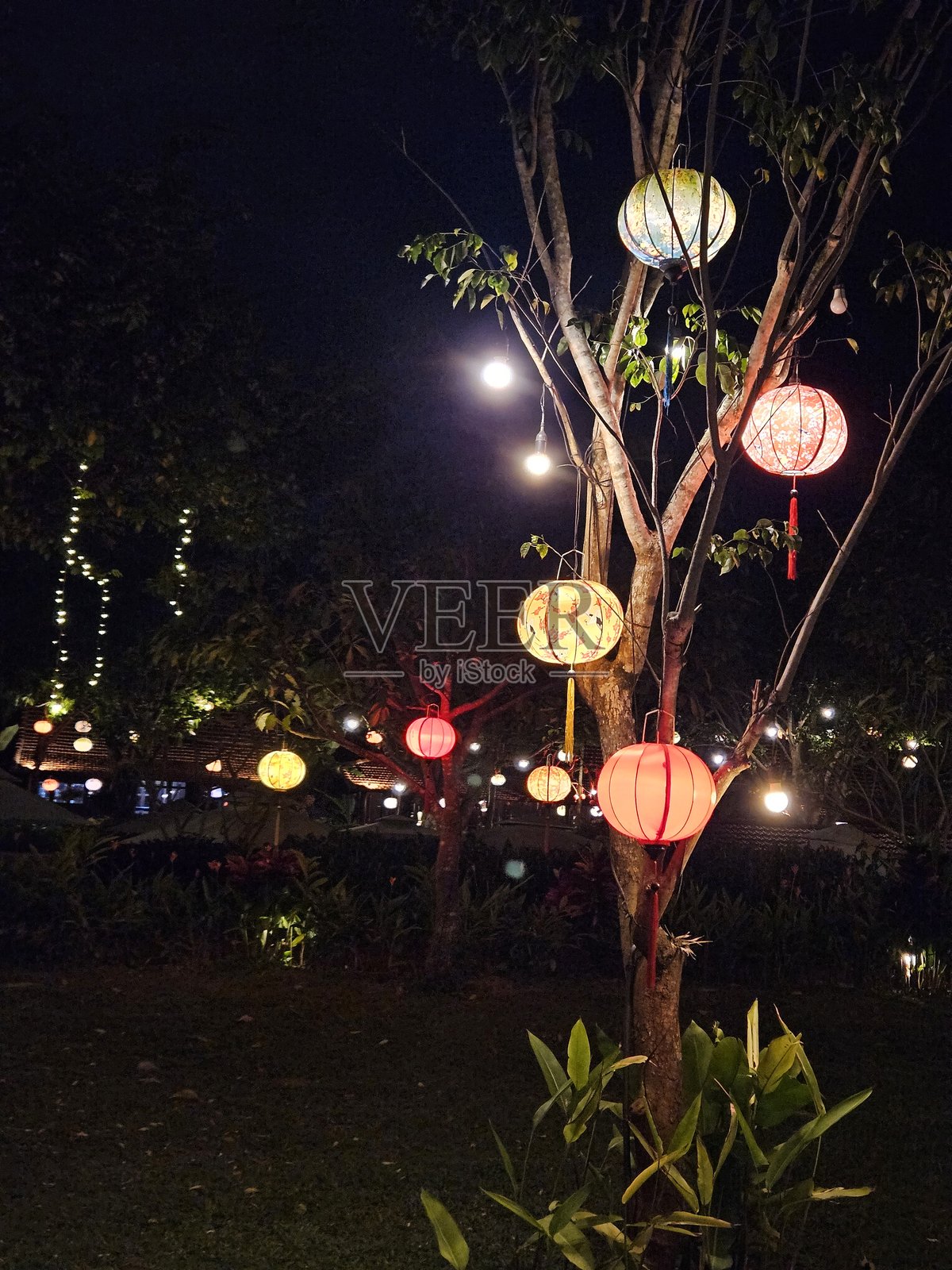 夜间花园照片摄影图片