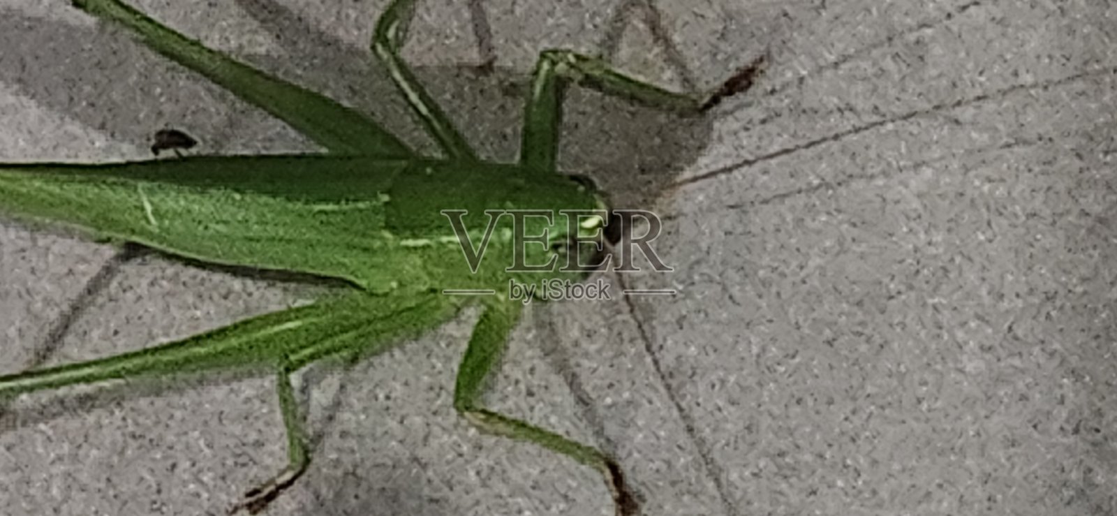 新喙虫属（Neoconocephalus sp.）是一种夜行性昆虫，悄无声息地穿梭于树叶之间。它那尖锐的鸣叫是温暖夜晚的标志，在自然声景中扮演着重要角色。照片摄影图片