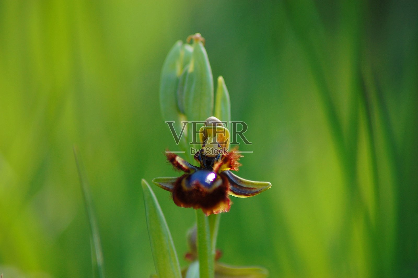 孤立的镜子兰（Ophrys speculum）在自然环境中的背景，留有空白空间。照片摄影图片