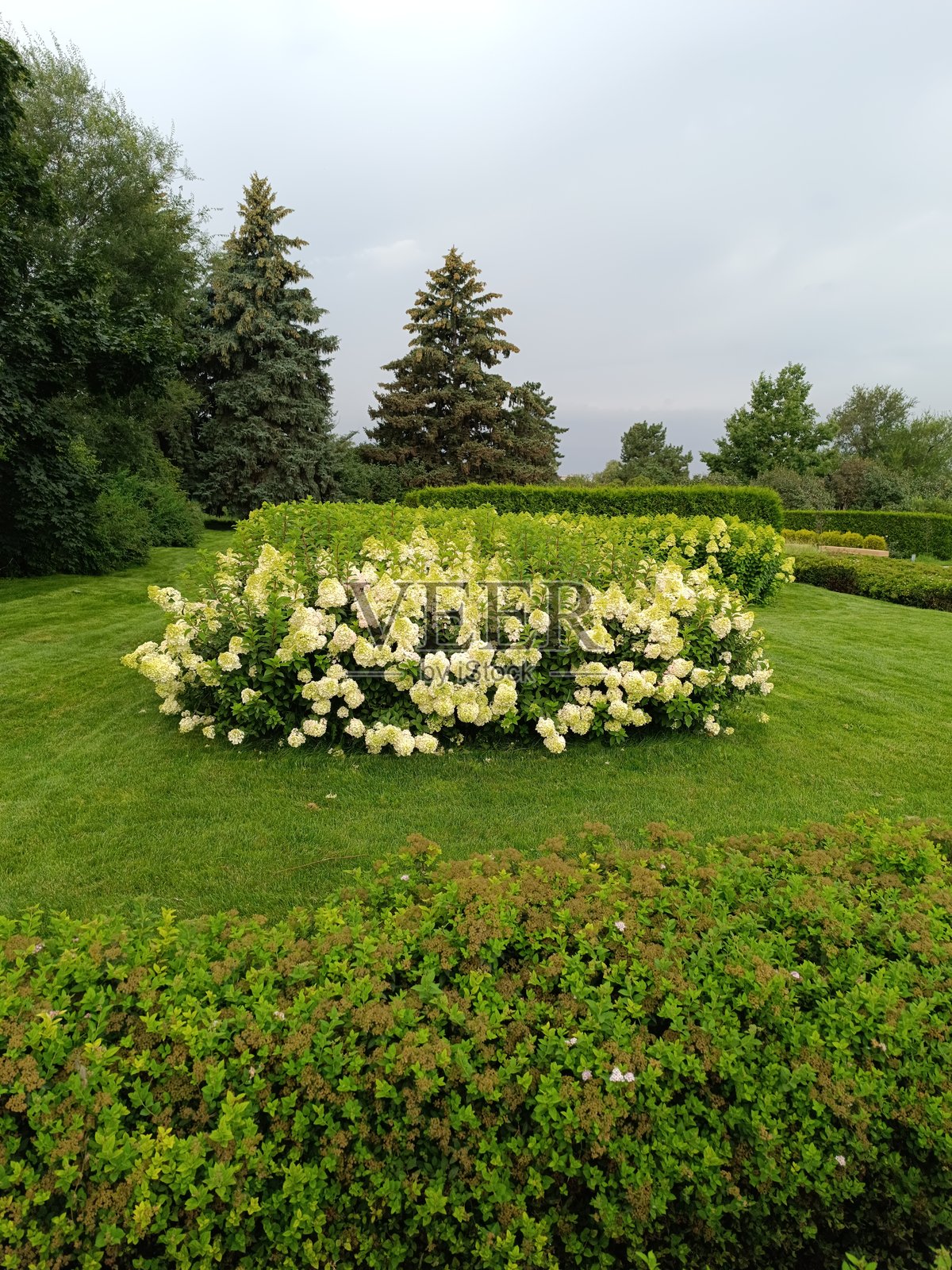绣球花。照片摄影图片