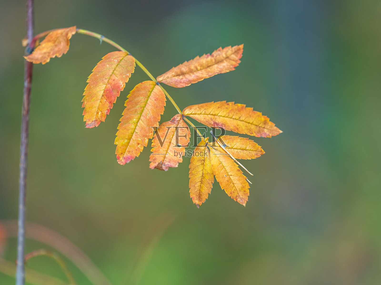 秋天公园中带有橙色、红色和黄色叶子的树枝。照片摄影图片