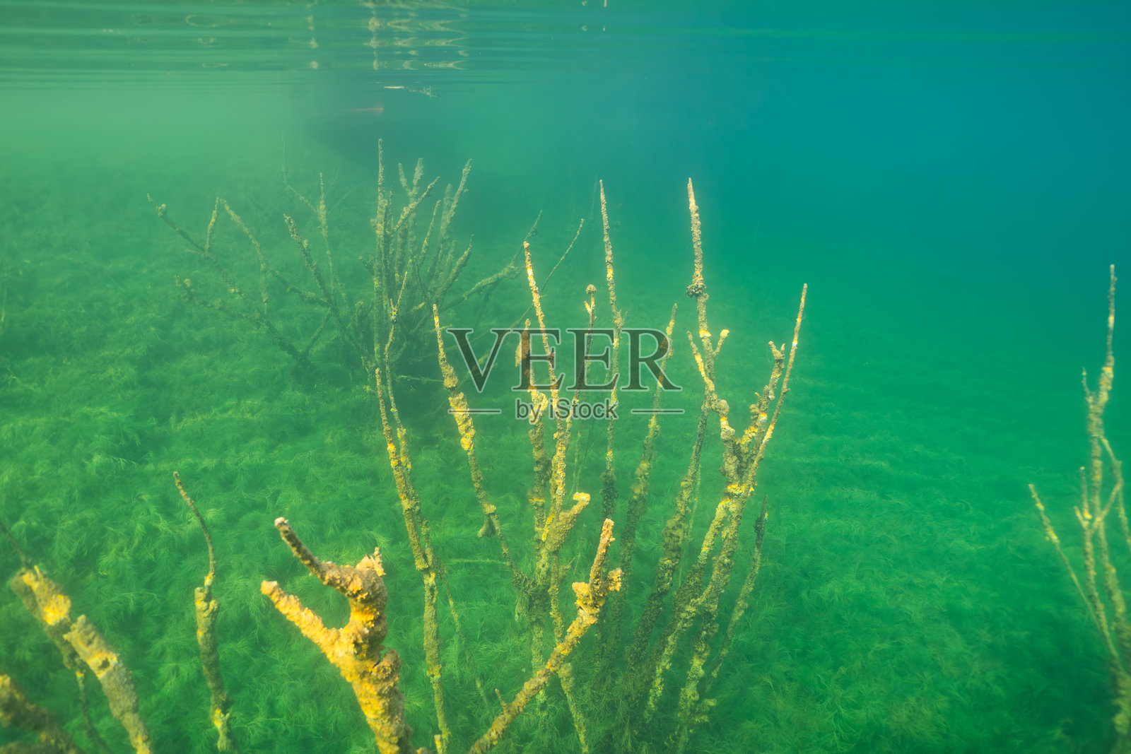 Rummu采石场水下森林：沉没的树木穿透清澈的水面。照片摄影图片