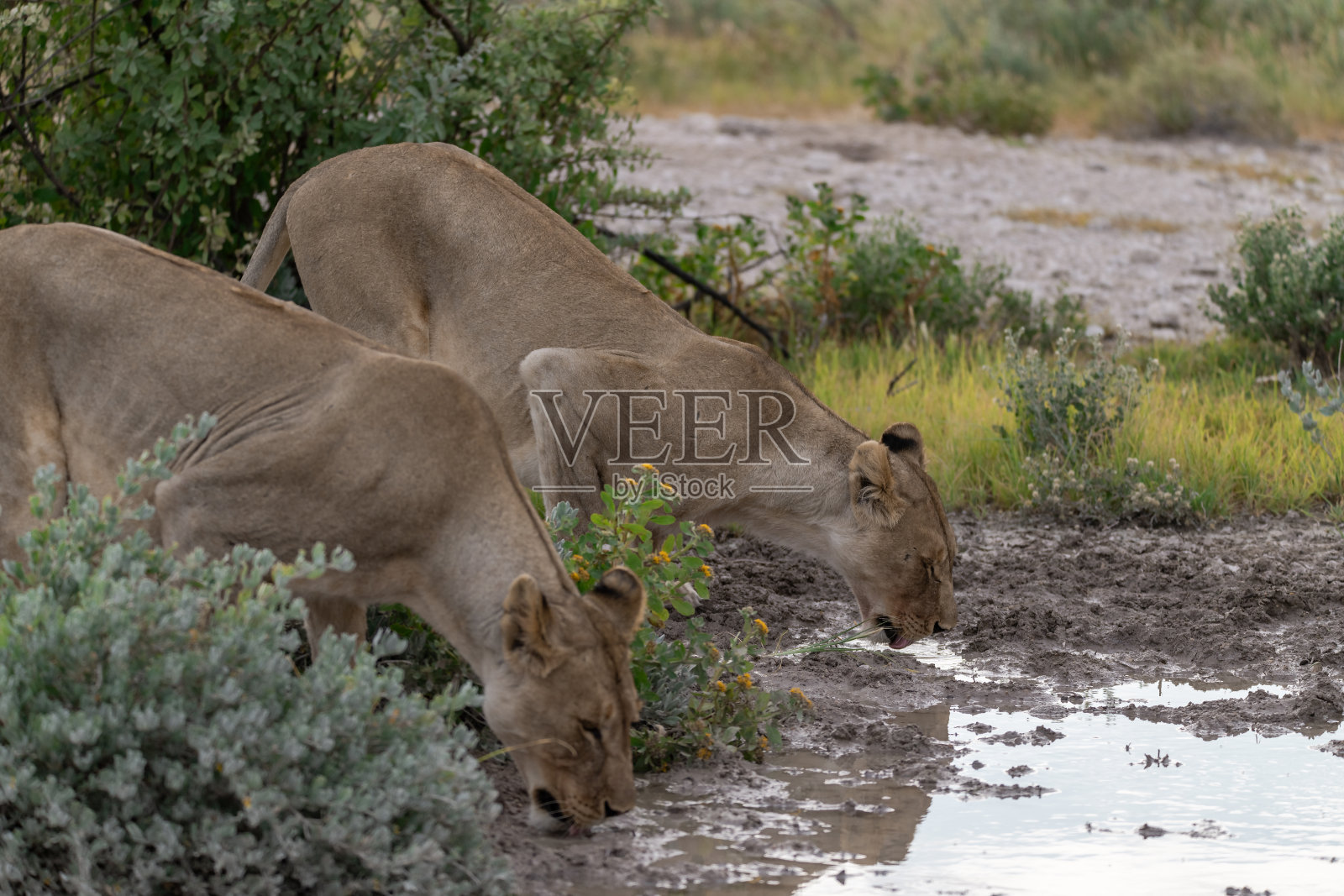 博茨瓦纳的野生狮子家庭（非洲）2023照片摄影图片