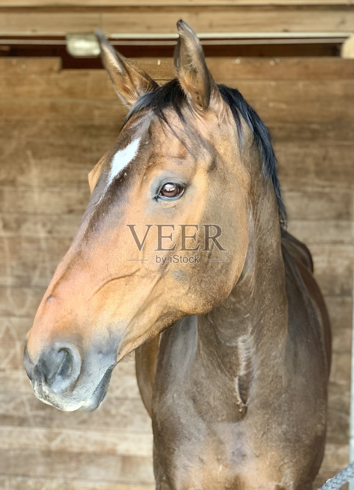 美丽的母马名叫可可照片摄影图片