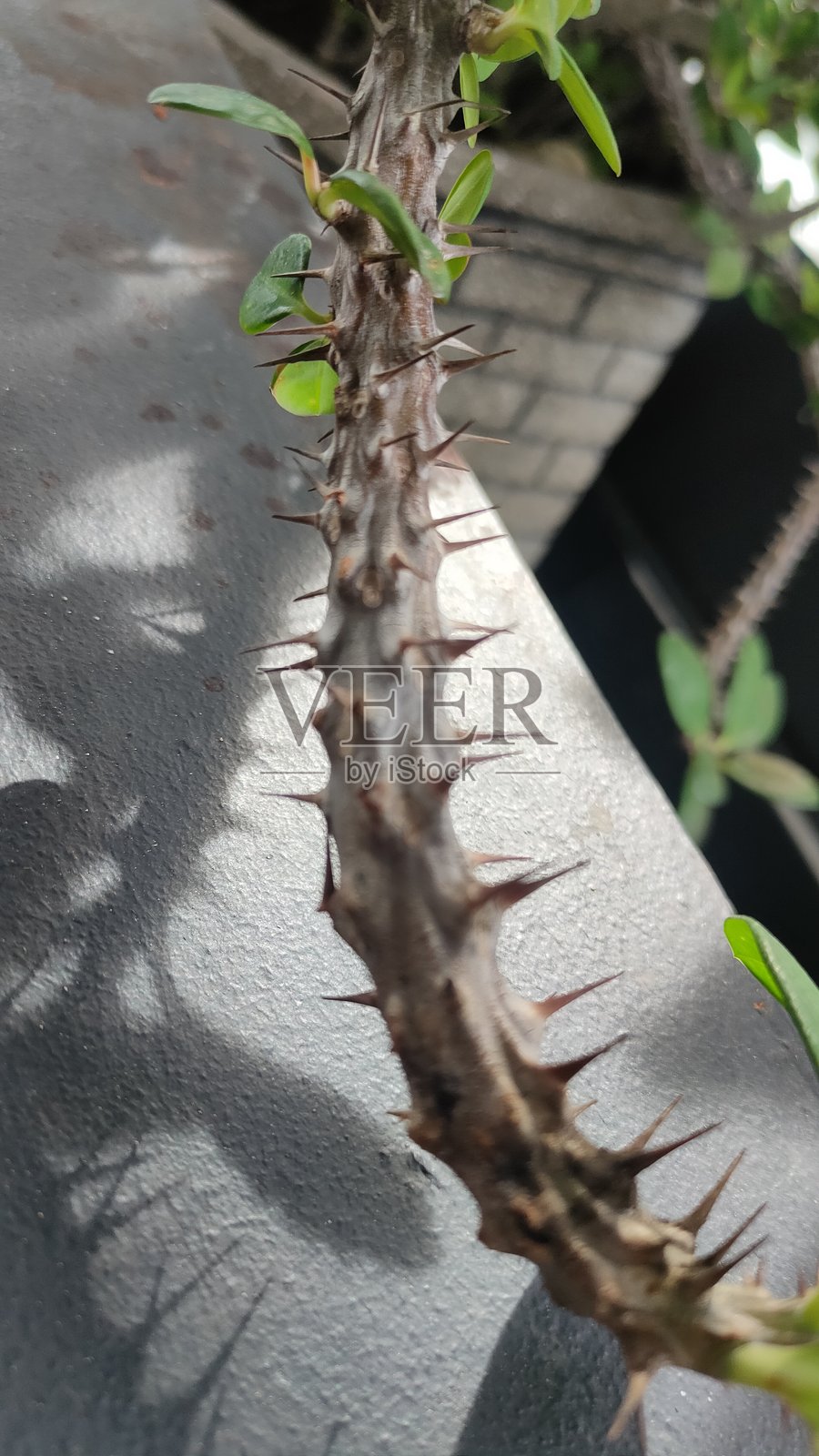 巴布亚照片摄影图片