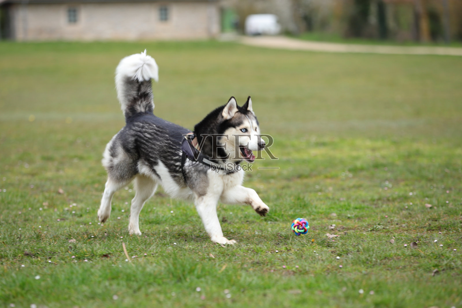 哈士奇狗在户外玩球玩具，快乐的宠物照片摄影图片