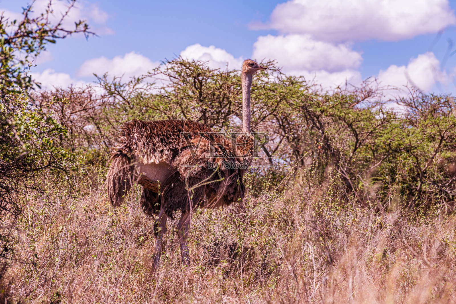 内罗毕国家公园是位于肯尼亚的一座国家公园，成立于1946年，距离内罗毕约7公里。公园三面被围栏围住，而开放的南部边界则允许迁徙的野生动物在公园与邻近的基滕盖拉平原之间移动。照片摄影图片
