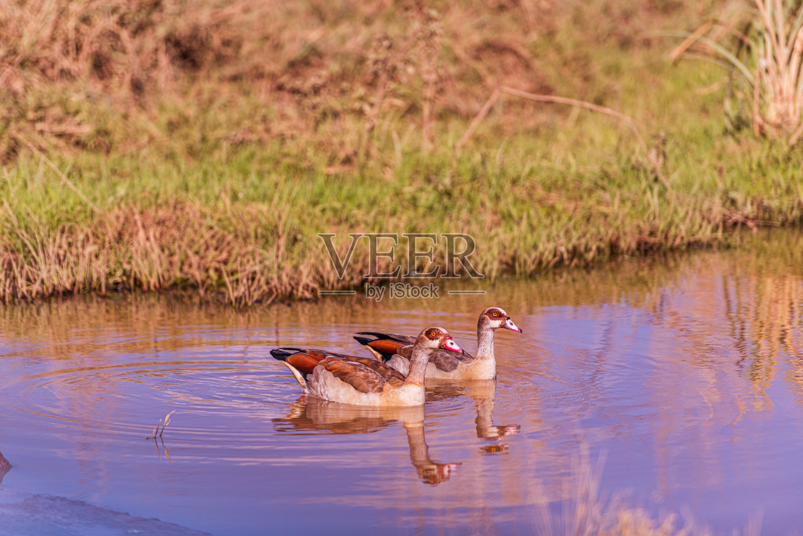 内罗毕国家公园是位于肯尼亚的一座国家公园，成立于1946年，距离内罗毕约7公里。公园三面被围栏围住，而开放的南部边界则允许迁徙的野生动物在公园与邻近的基滕盖拉平原之间移动。照片摄影图片