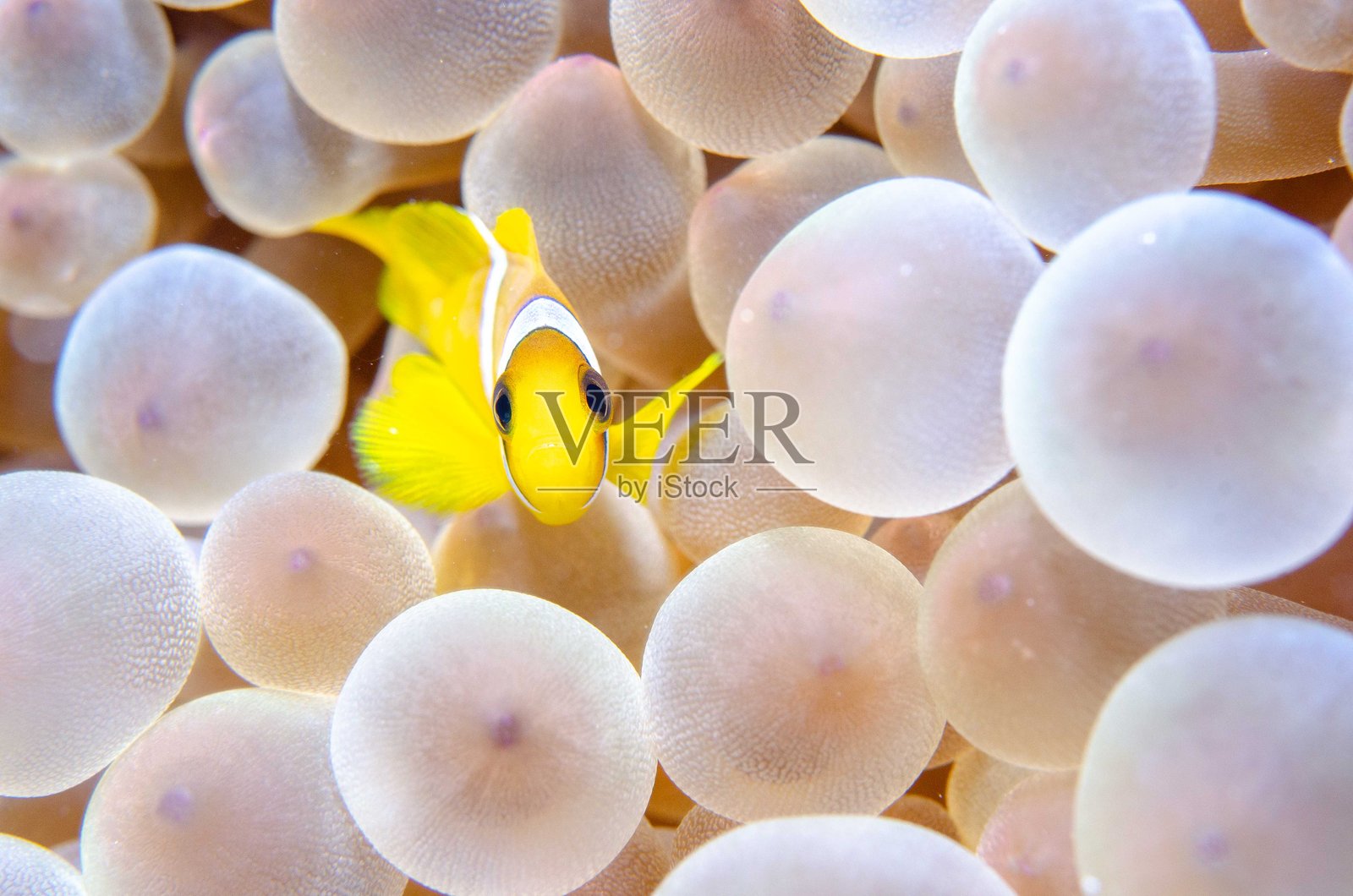 小丑鱼宝宝在海葵中照片摄影图片