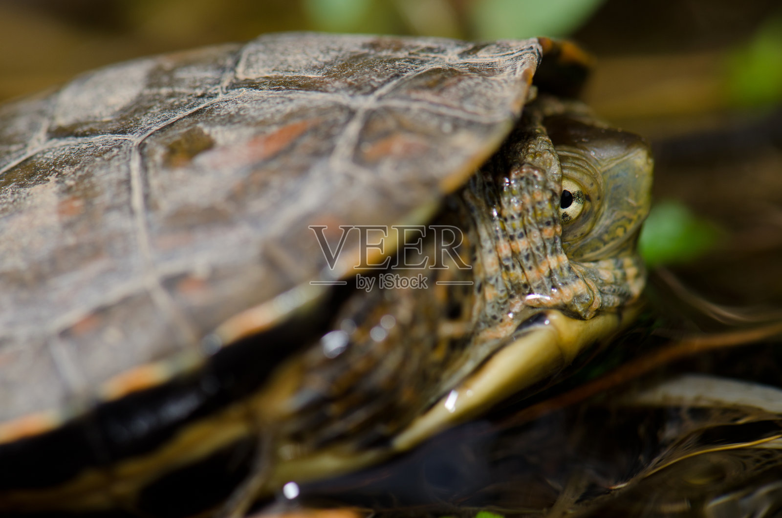 西班牙池龟。照片摄影图片