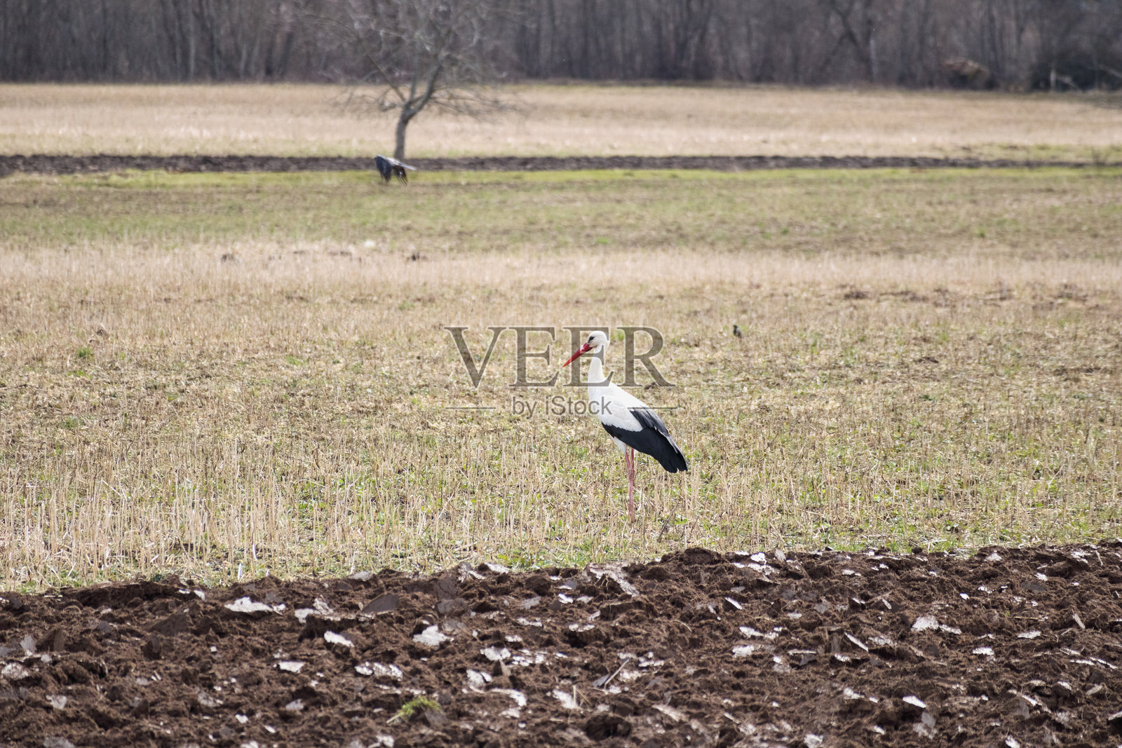 一只鹳站在一片田野上，部分土地被耕种，部分被干草覆盖，背景中可以看到另一只鹳在飞翔。照片摄影图片