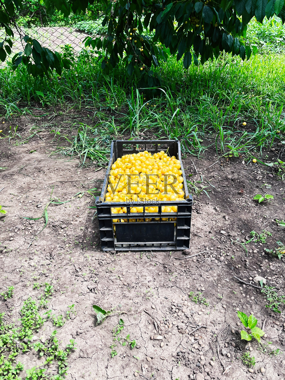 黑色箱子里装满了成熟的黄色水果，放在户外的花园土壤上照片摄影图片
