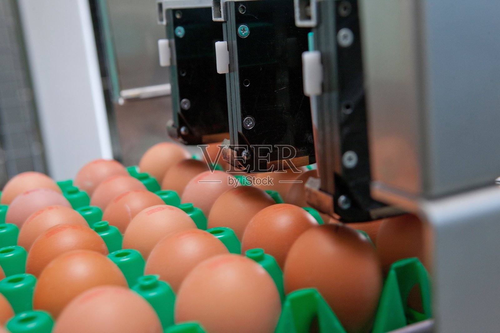 在现代养鸡场的传送带上收集鸡蛋。照片摄影图片