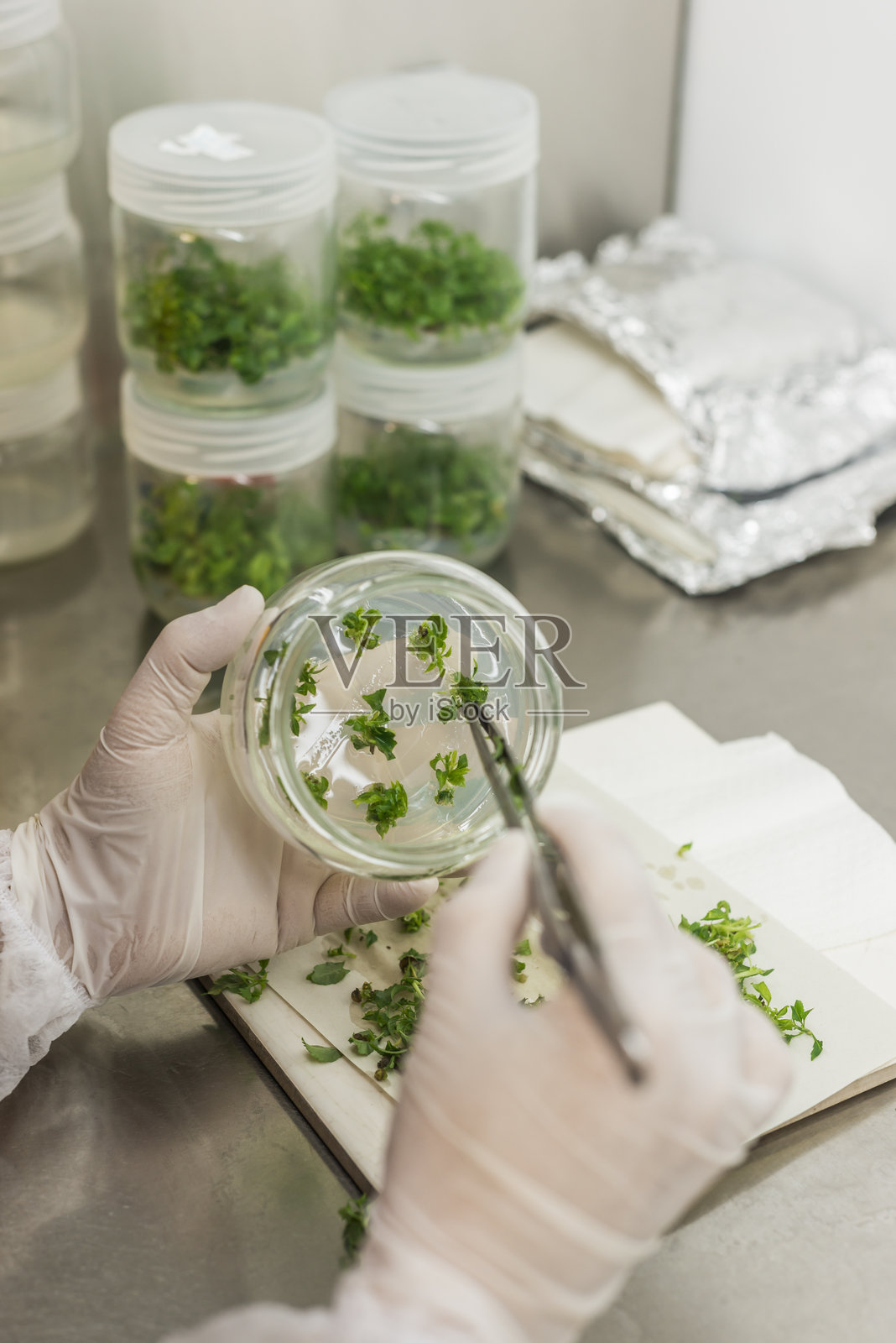 在营养培养基中进行植物组织培养的培养皿中生长的植物的微繁殖照片摄影图片