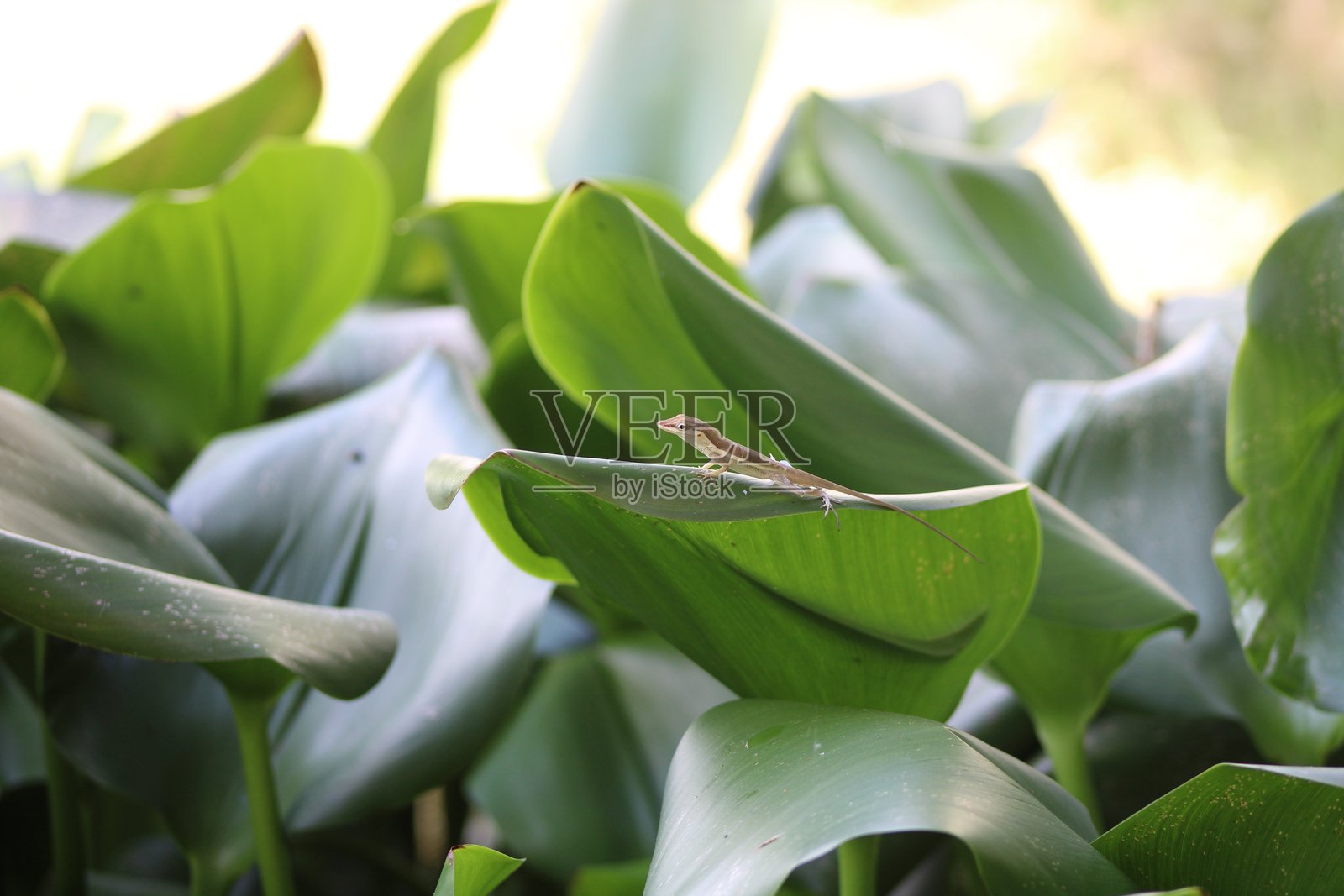 蜥蜴照片摄影图片