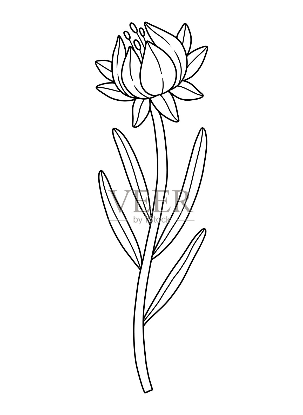 闭合的野花花蕾与花药，线条艺术风格，矢量插图插画图片素材