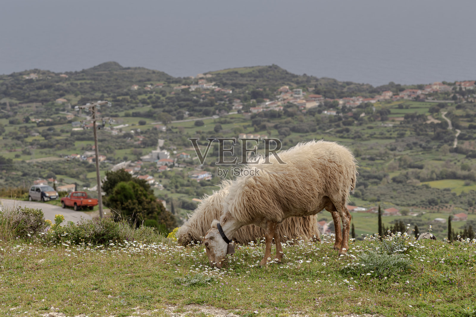 春天的山间草甸上，羊群在阳光明媚的傍晚吃草，特写镜头。照片摄影图片