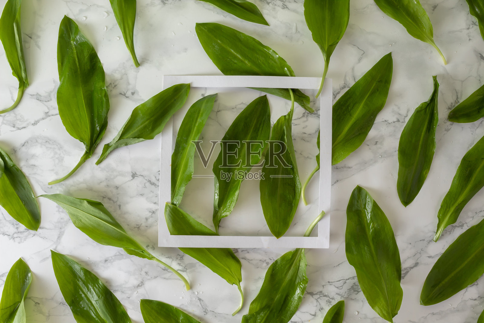 大蒜叶的创意布局与大理石背景上的留白。照片摄影图片