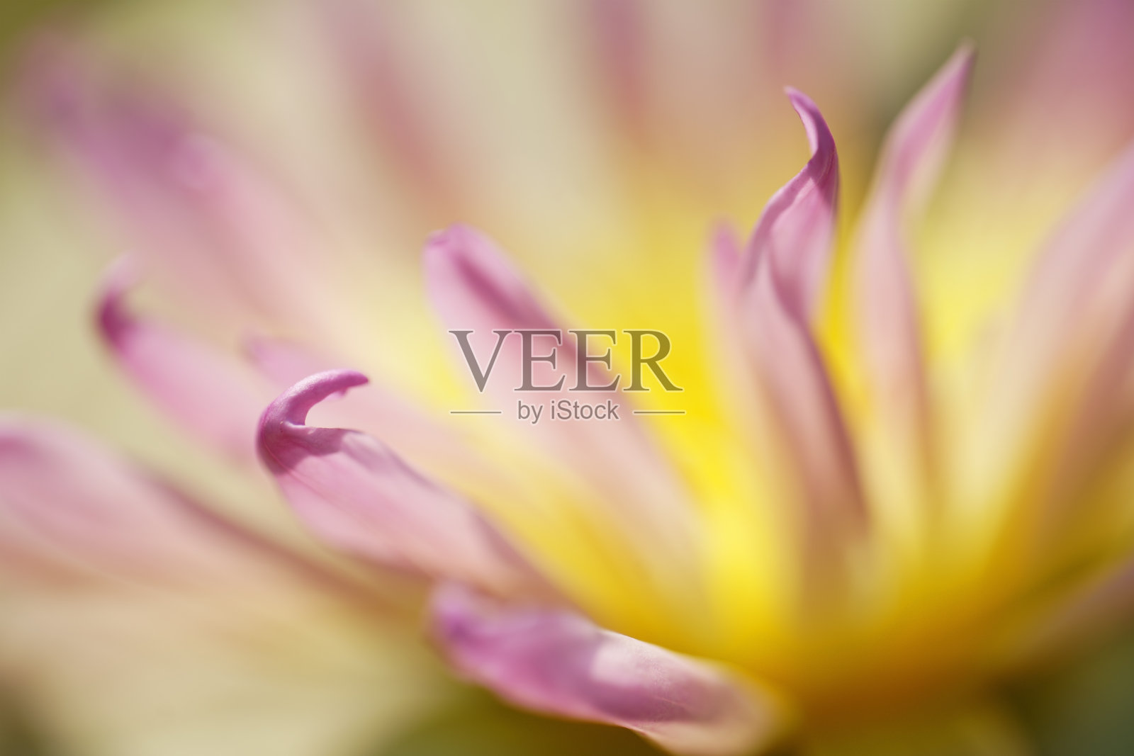 自然光下美丽睡莲花朵的柔焦效果照片摄影图片