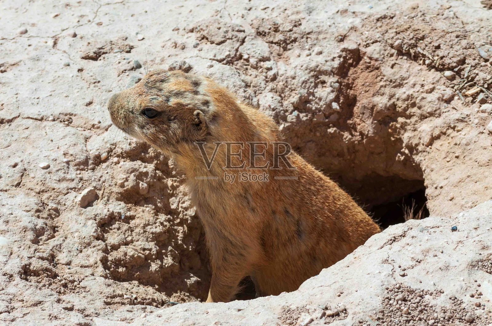 草原犬鼠在沙漠生物园州立公园照片摄影图片