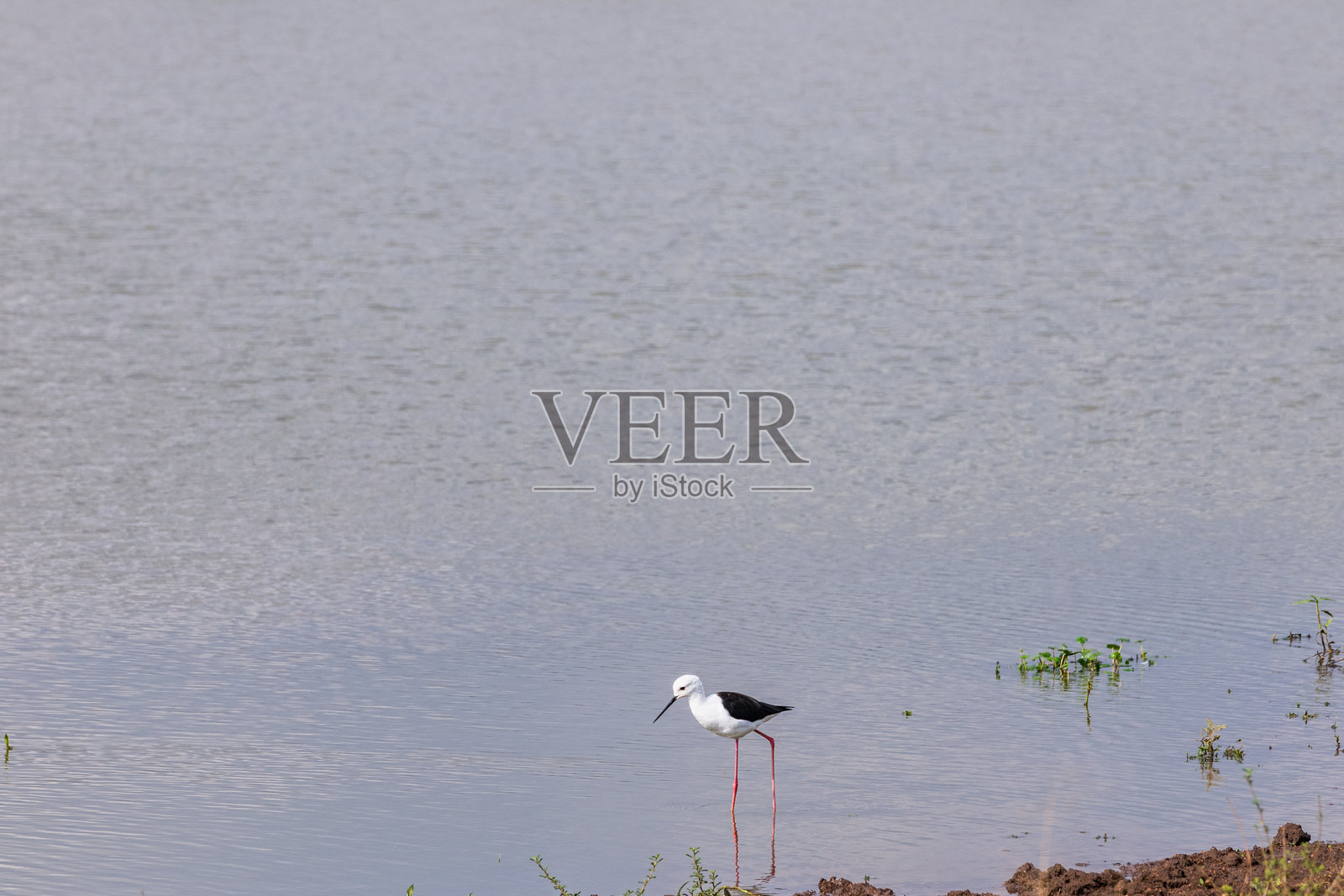 内罗毕国家公园是位于肯尼亚的一座国家公园，成立于1946年，距离内罗毕约7公里。公园的三面被围栏围住，而开放的南部边界则允许迁徙的野生动物在公园与邻近的基滕盖拉平原之间移动。照片摄影图片