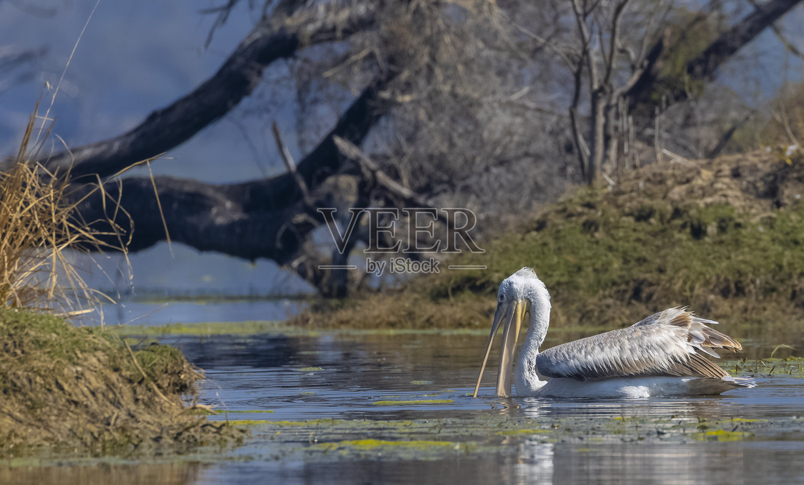 森林中的斑点鹈鹕照片摄影图片