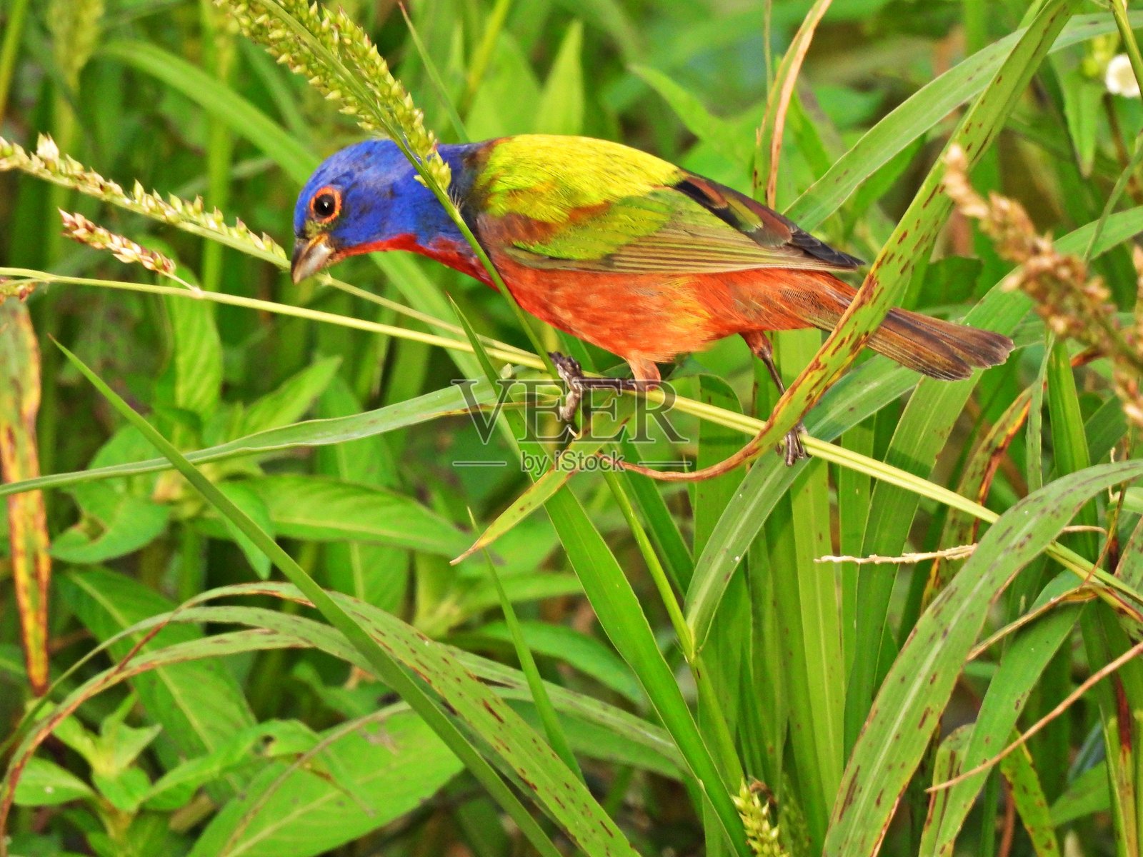 彩绘鹀（Passerina ciris）- 雄性在觅食草籽照片摄影图片