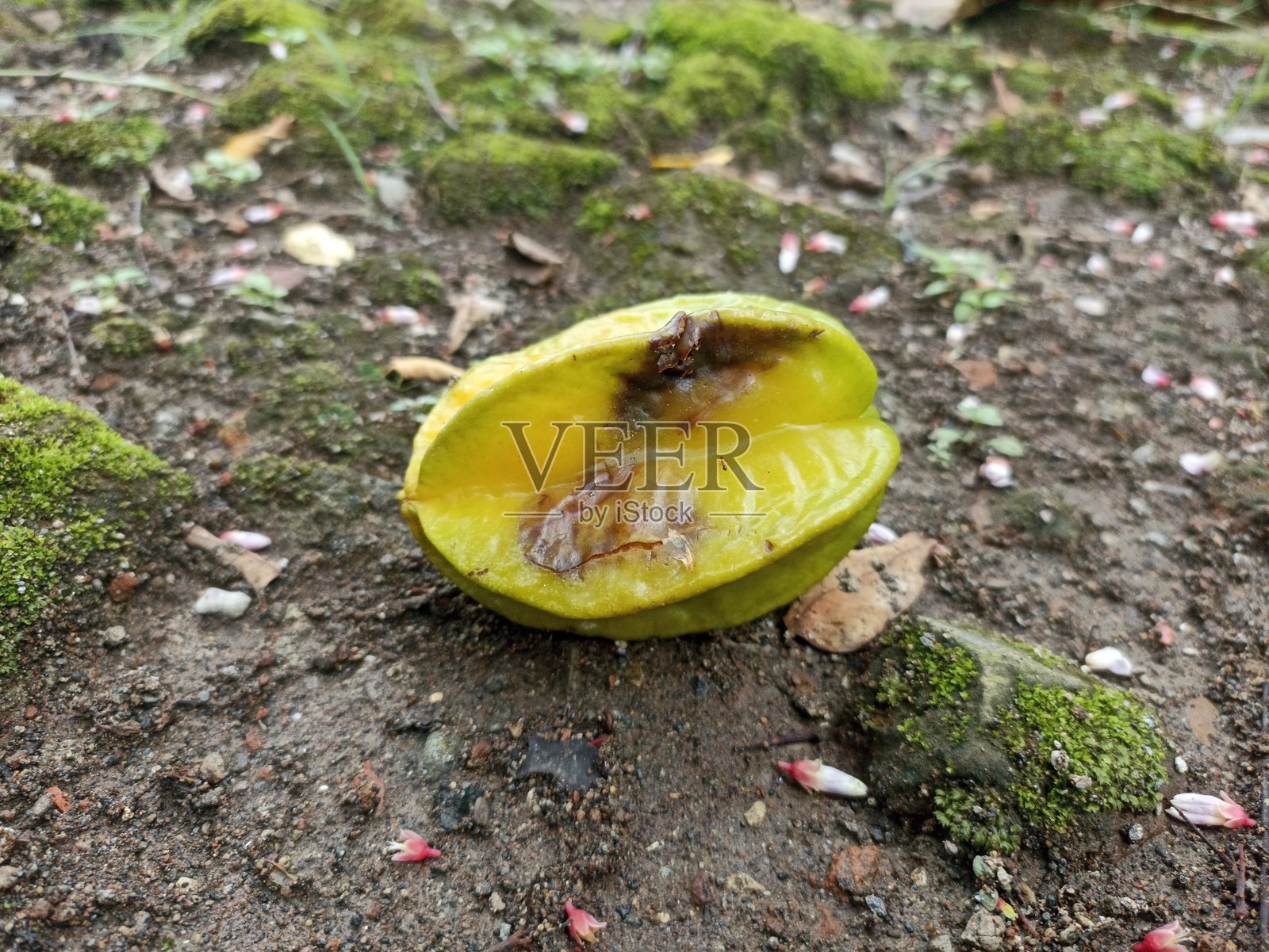 腐烂的星星果掉落在地上。山竹果在地上腐烂。照片摄影图片